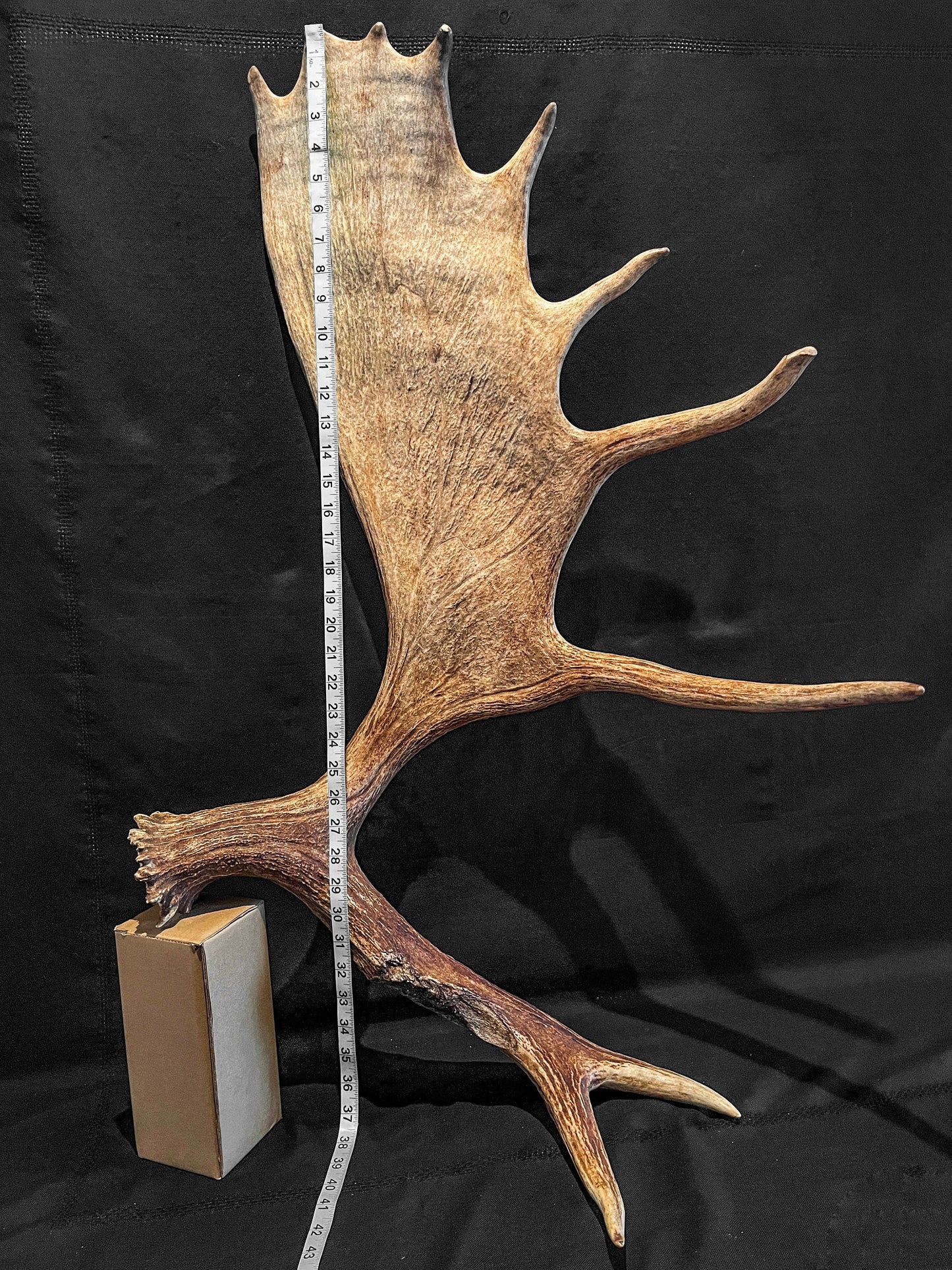 Large Bull Moose Antler. Enormous Wild Bull Moose Antler or “Paddle” for Decor, crafting and more