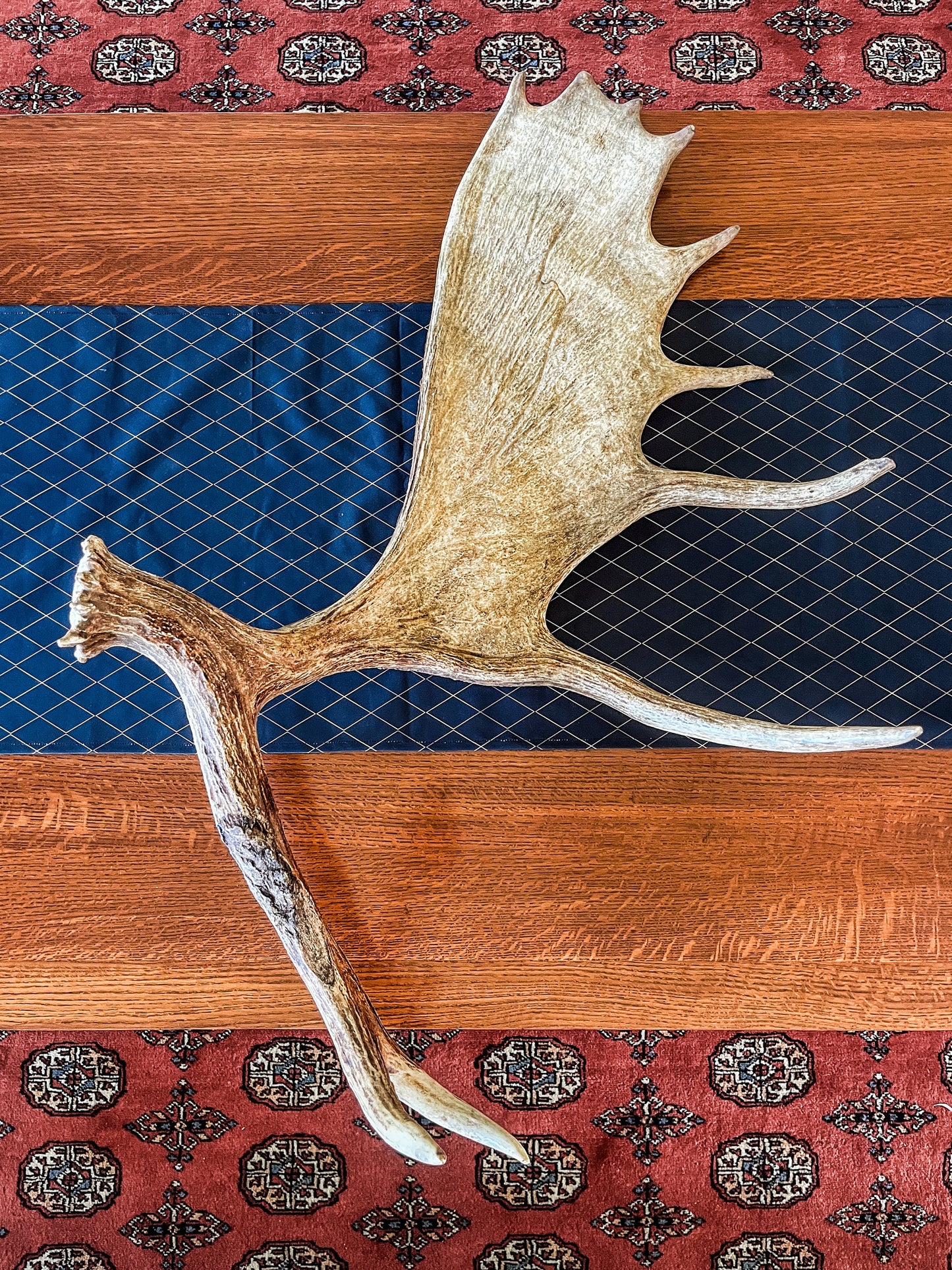 Large Bull Moose Antler. Enormous Wild Bull Moose Antler or “Paddle” for Decor, crafting and more