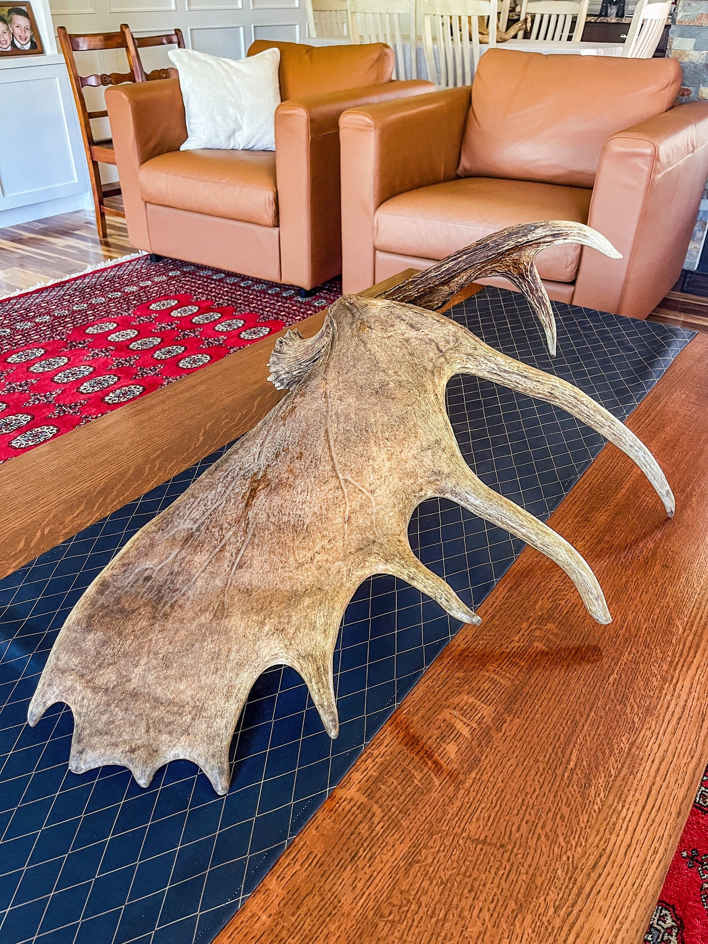 Large Bull Moose Antler. Enormous Wild Bull Moose Antler or “Paddle” for Decor, crafting and more