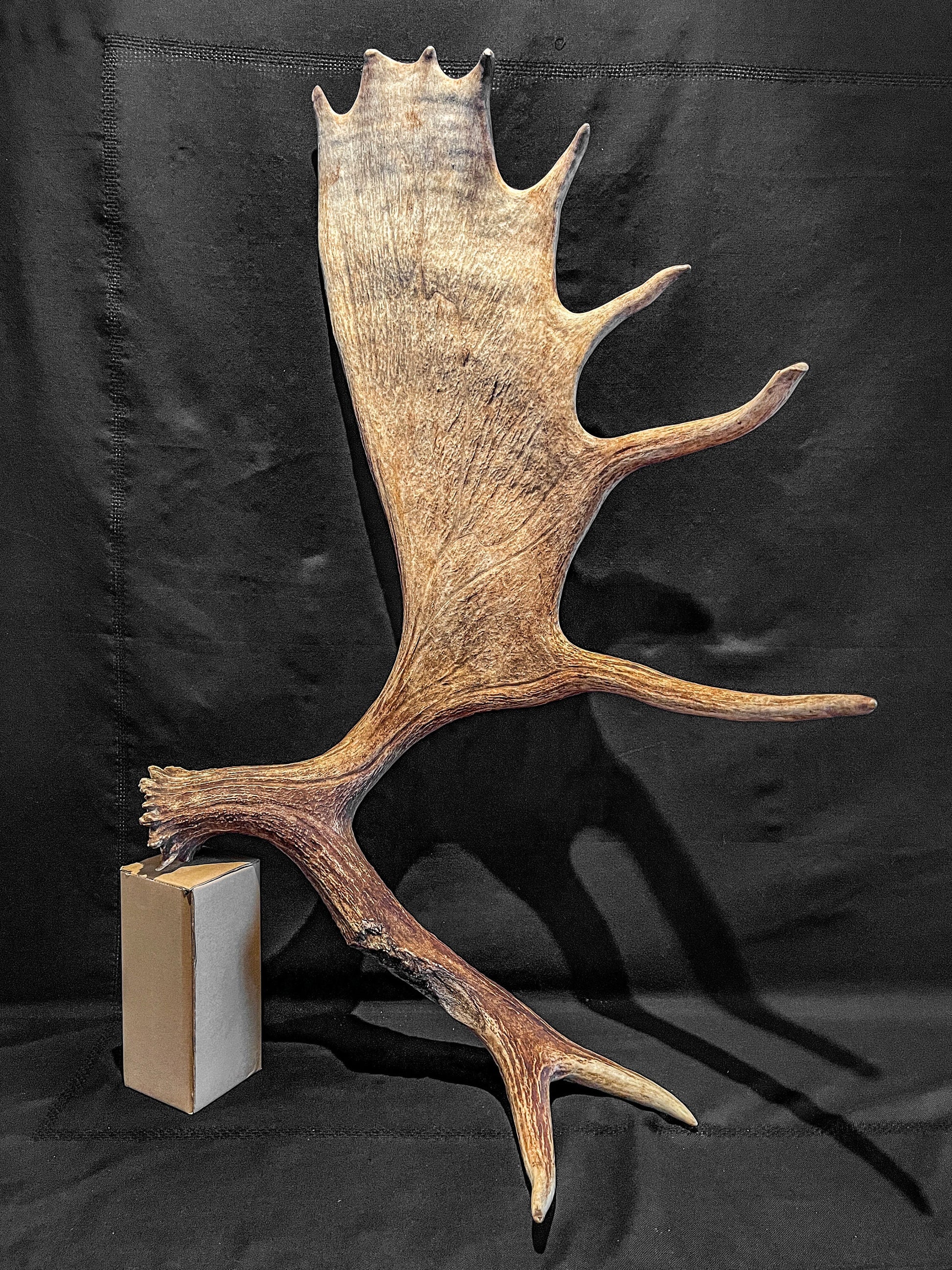 Large Bull Moose Antler. Enormous Wild Bull Moose Antler or “Paddle” for Decor, crafting and more