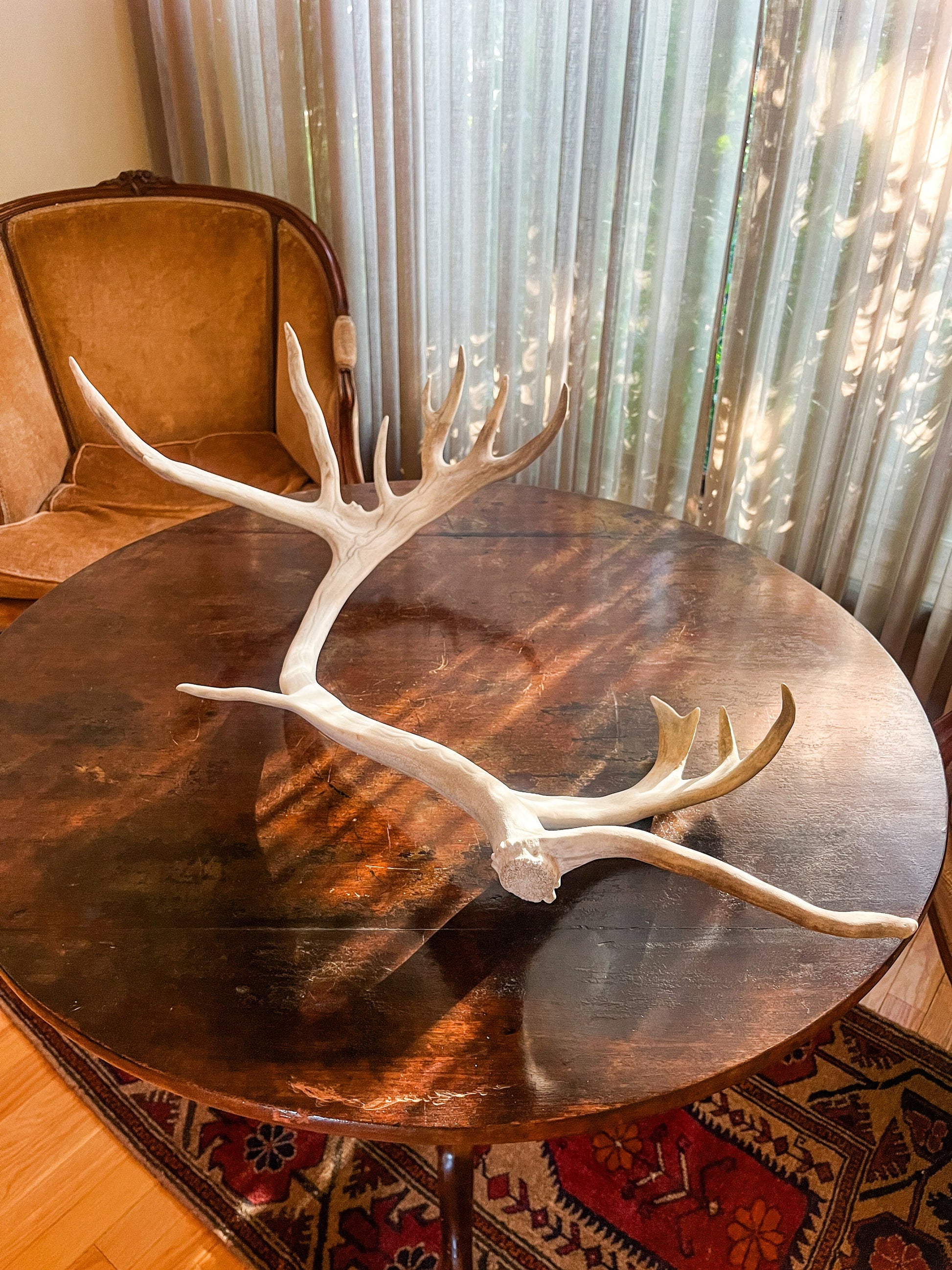 Reindeer Antler! Massive Bull Caribou Antler / Horn. Unique Home Antler Decoration.