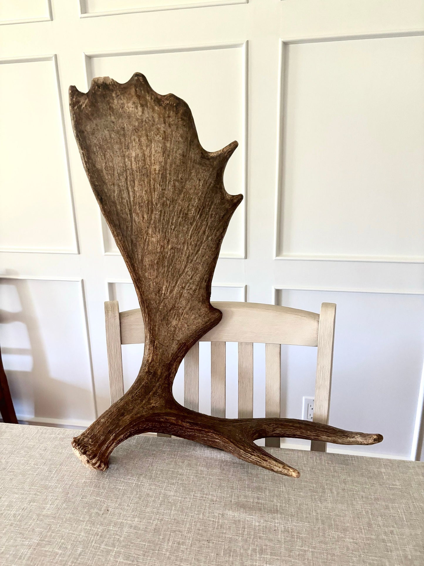 Moose Antler. Beautiful Moose Antler. Fresh, high quality antler for crafting, decor and more.