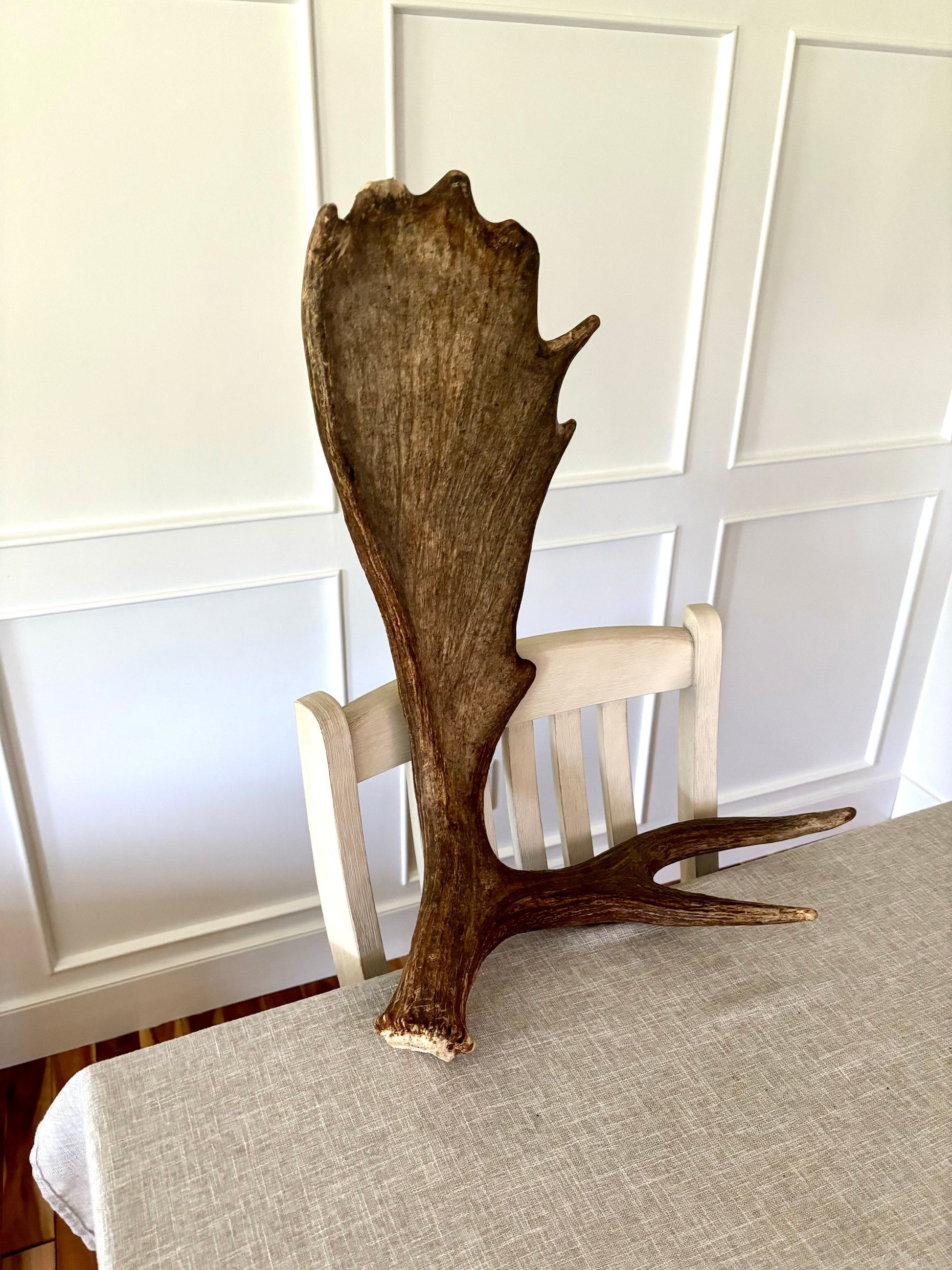 Moose Antler. Beautiful Moose Antler. Fresh, high quality antler for crafting, decor and more.