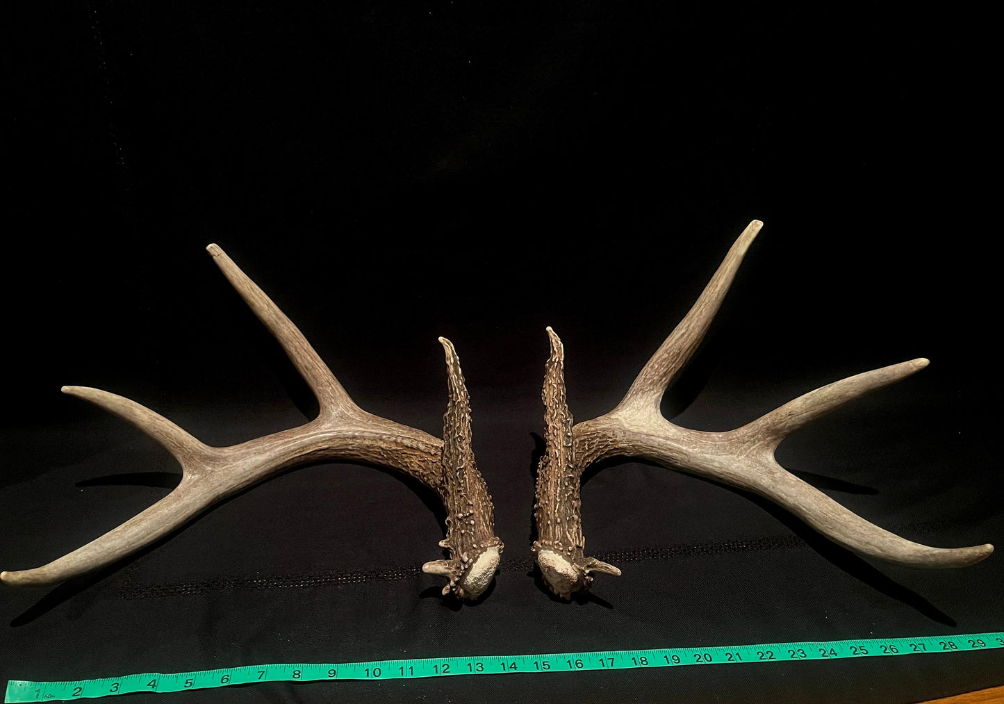 Large Whitetailed deer antler set. A gorgeous and heavy-set pair of naturally shed Albertan antlers