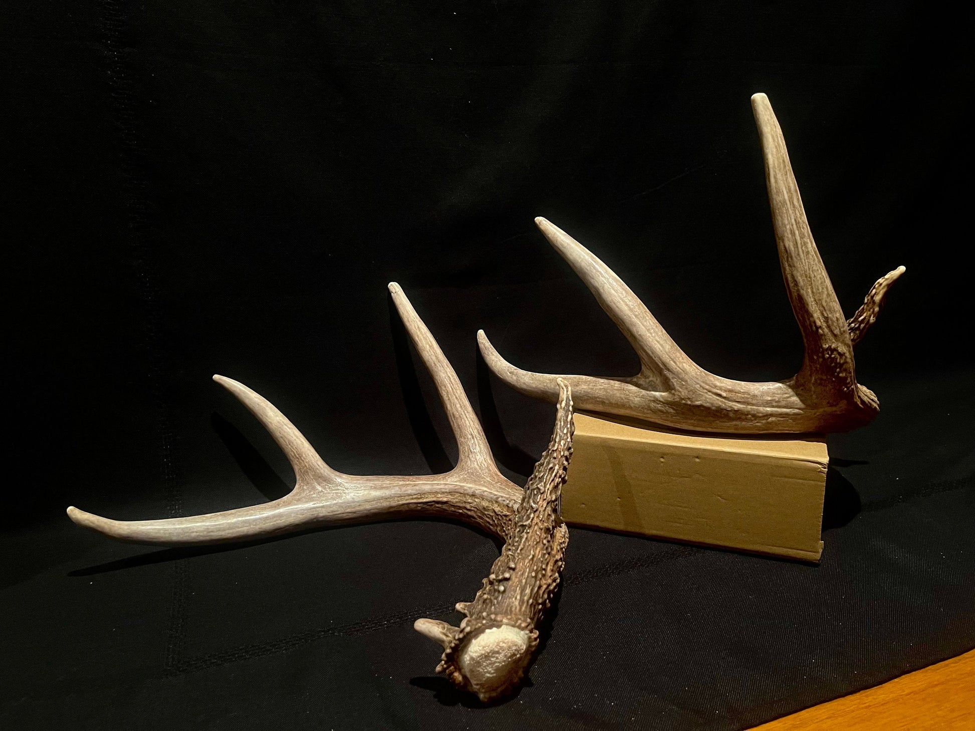 Large Whitetailed deer antler set. A gorgeous and heavy-set pair of naturally shed Albertan antlers