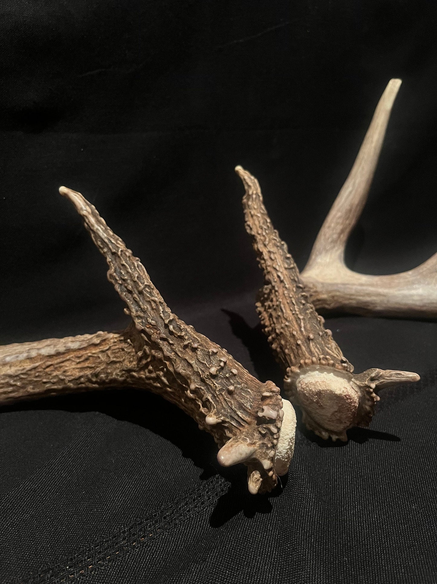 Large Whitetailed deer antler set. A gorgeous and heavy-set pair of naturally shed Albertan antlers