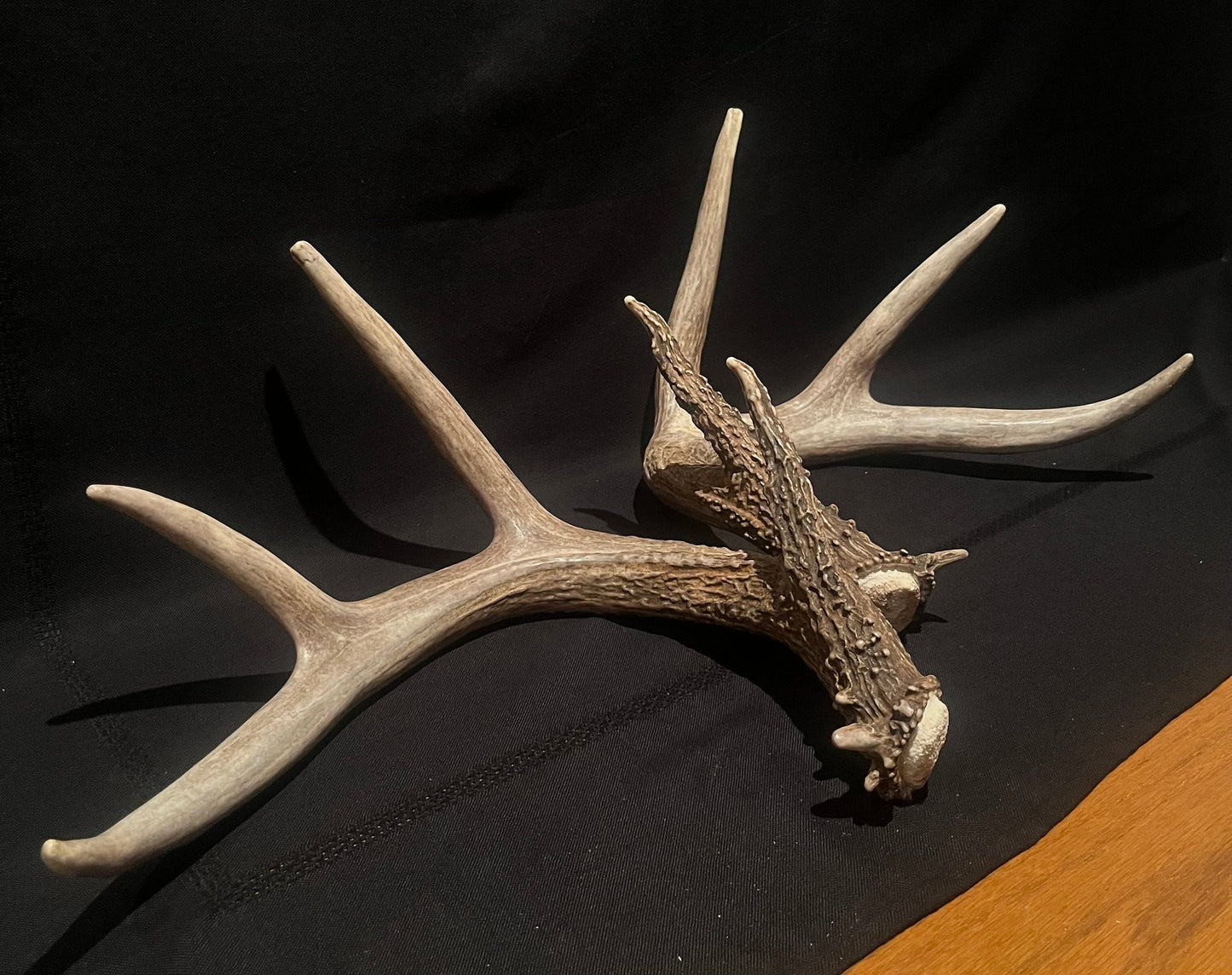 Large Whitetailed deer antler set. A gorgeous and heavy-set pair of naturally shed Albertan antlers