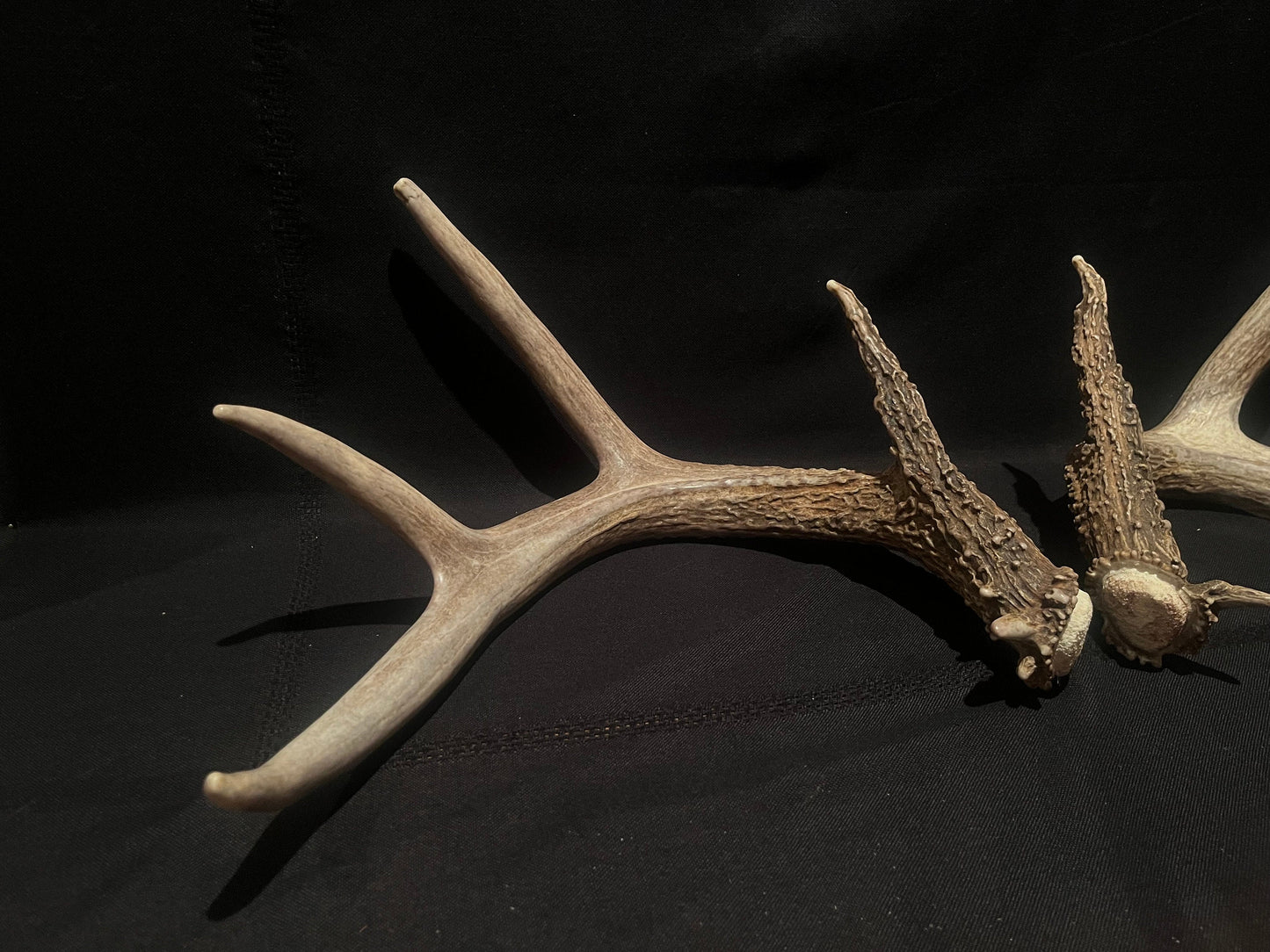 Large Whitetailed deer antler set. A gorgeous and heavy-set pair of naturally shed Albertan antlers