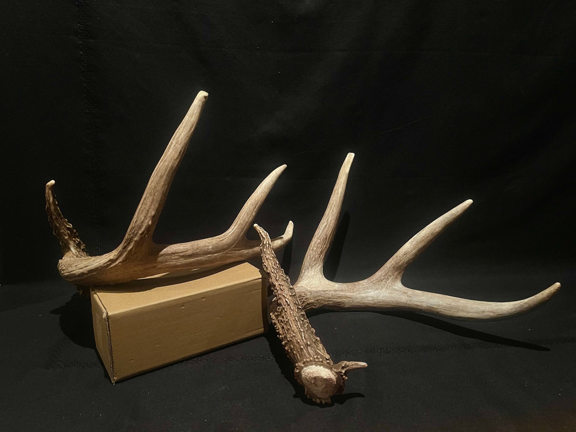 Large Whitetailed deer antler set. A gorgeous and heavy-set pair of naturally shed Albertan antlers