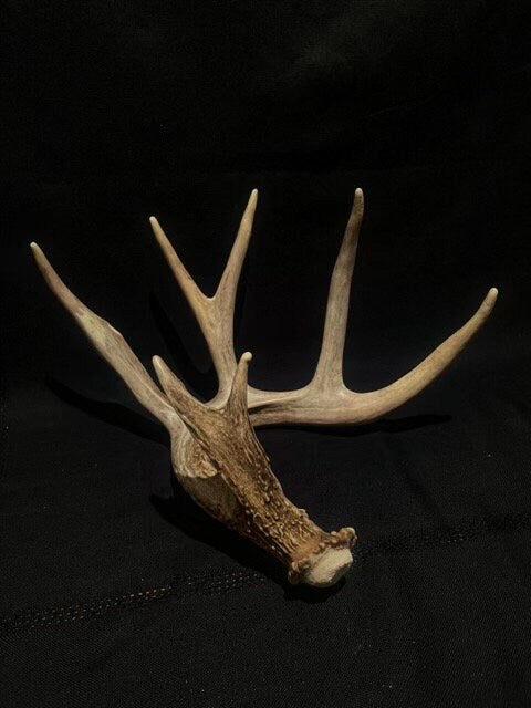 Single White-tailed Deer Antler - Canadian Whitetailed deer Antler. Decor, design, crafting and more!