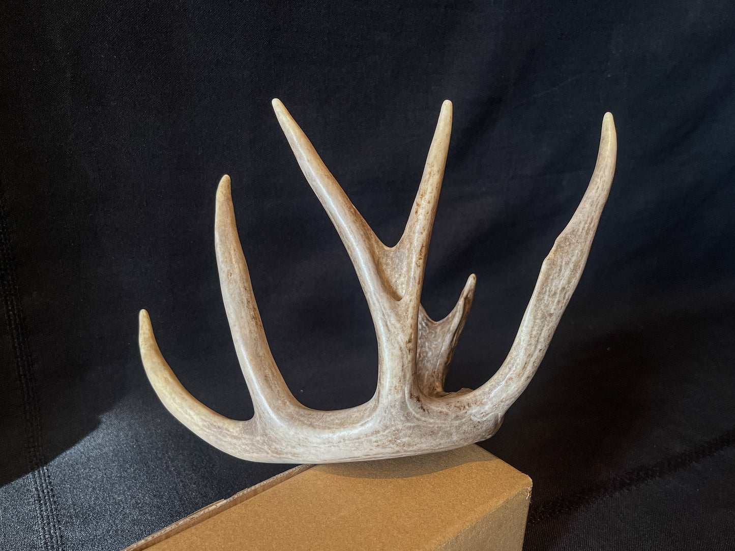 Single White-tailed Deer Antler - Canadian Whitetailed deer Antler. Decor, design, crafting and more!