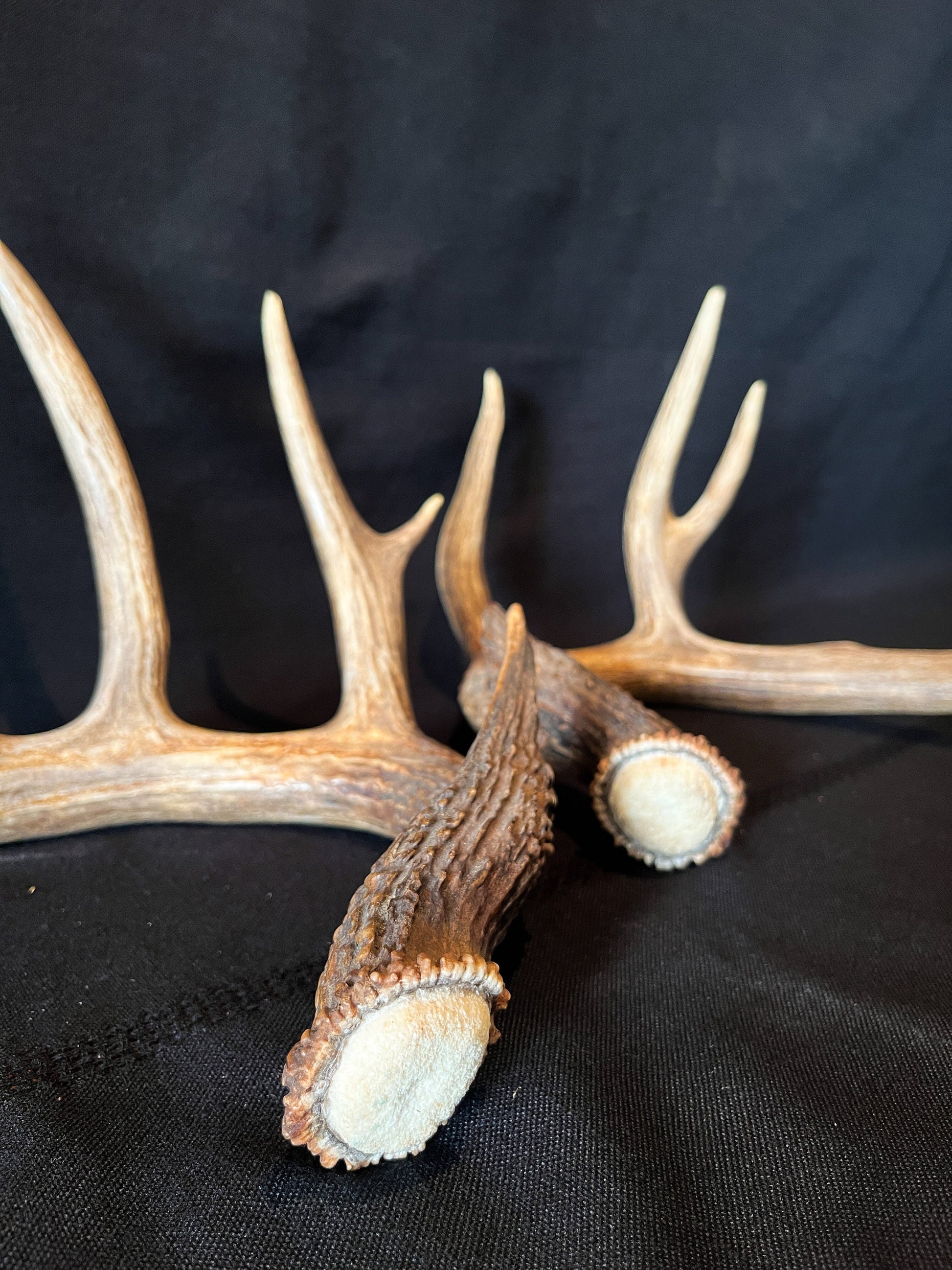 Deer Antlers - matched Whitetailed deer set. Pair of Antlers from an Alberta Whitetailed deer.