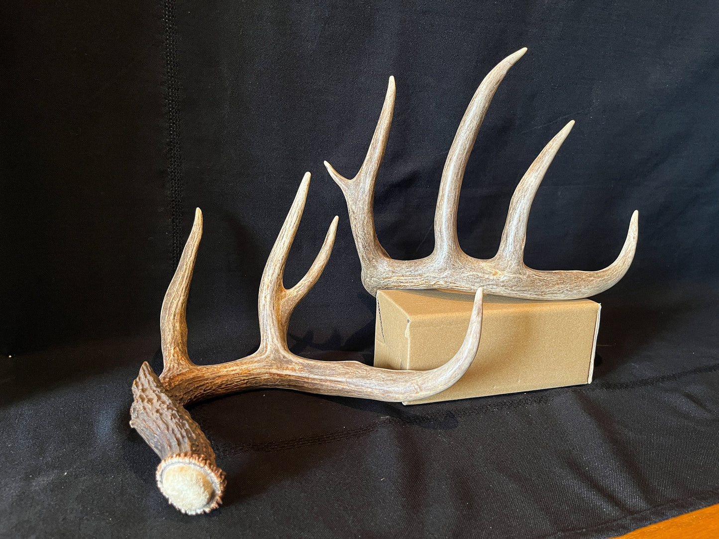 Deer Antlers - matched Whitetailed deer set. Pair of Antlers from an Alberta Whitetailed deer.