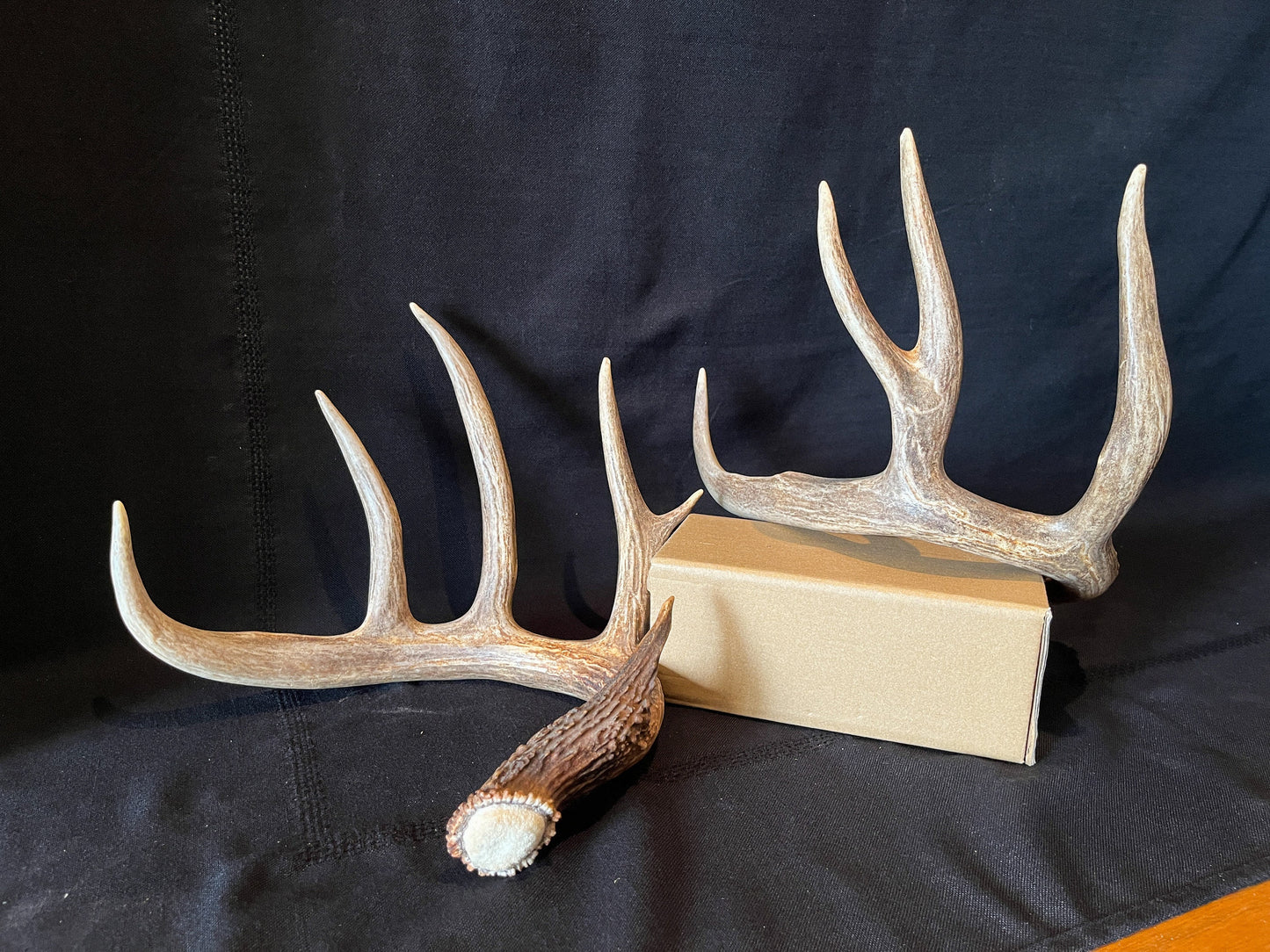 Deer Antlers - matched Whitetailed deer set. Pair of Antlers from an Alberta Whitetailed deer.