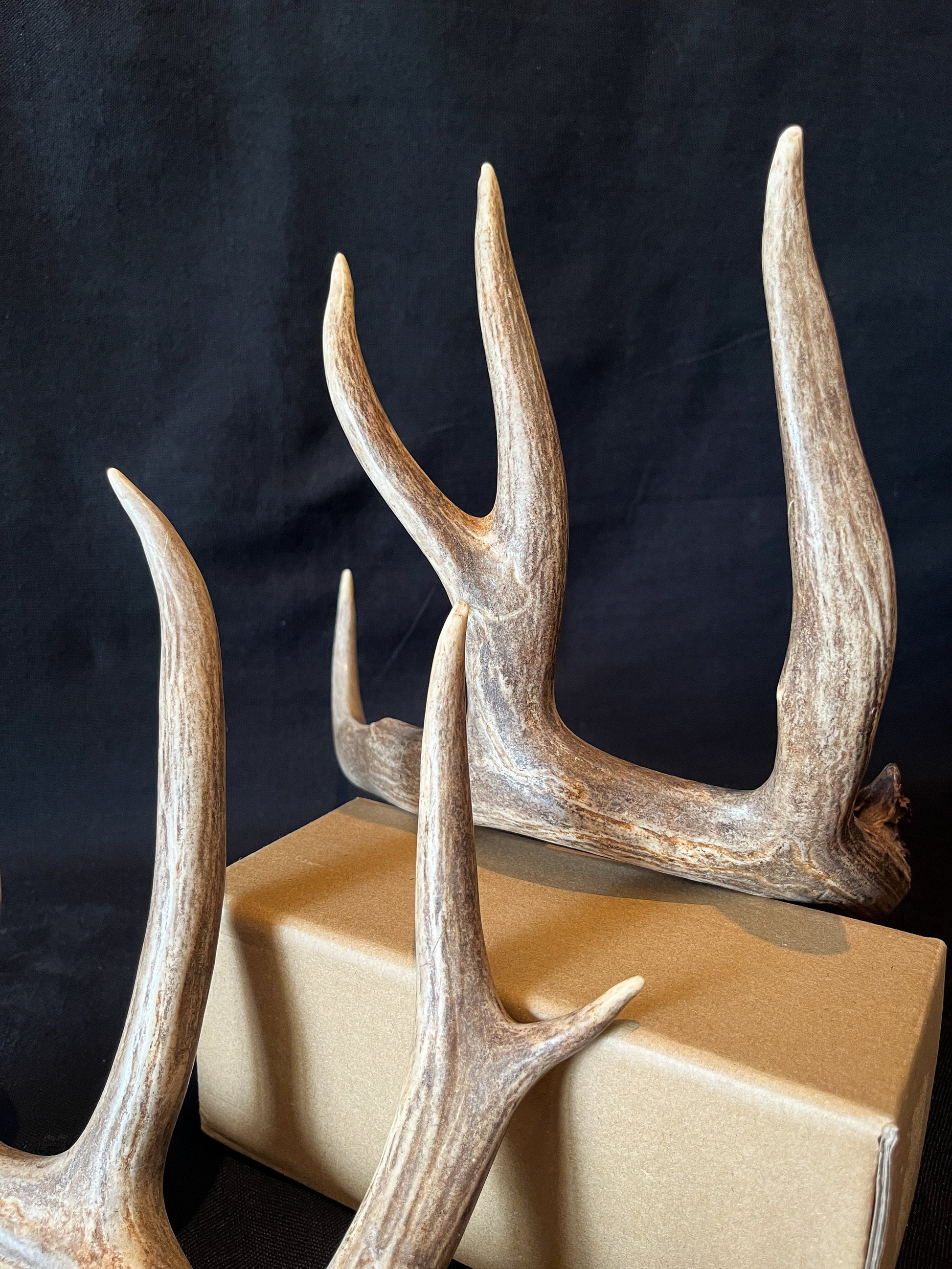 Deer Antlers - matched Whitetailed deer set. Pair of Antlers from an Alberta Whitetailed deer.