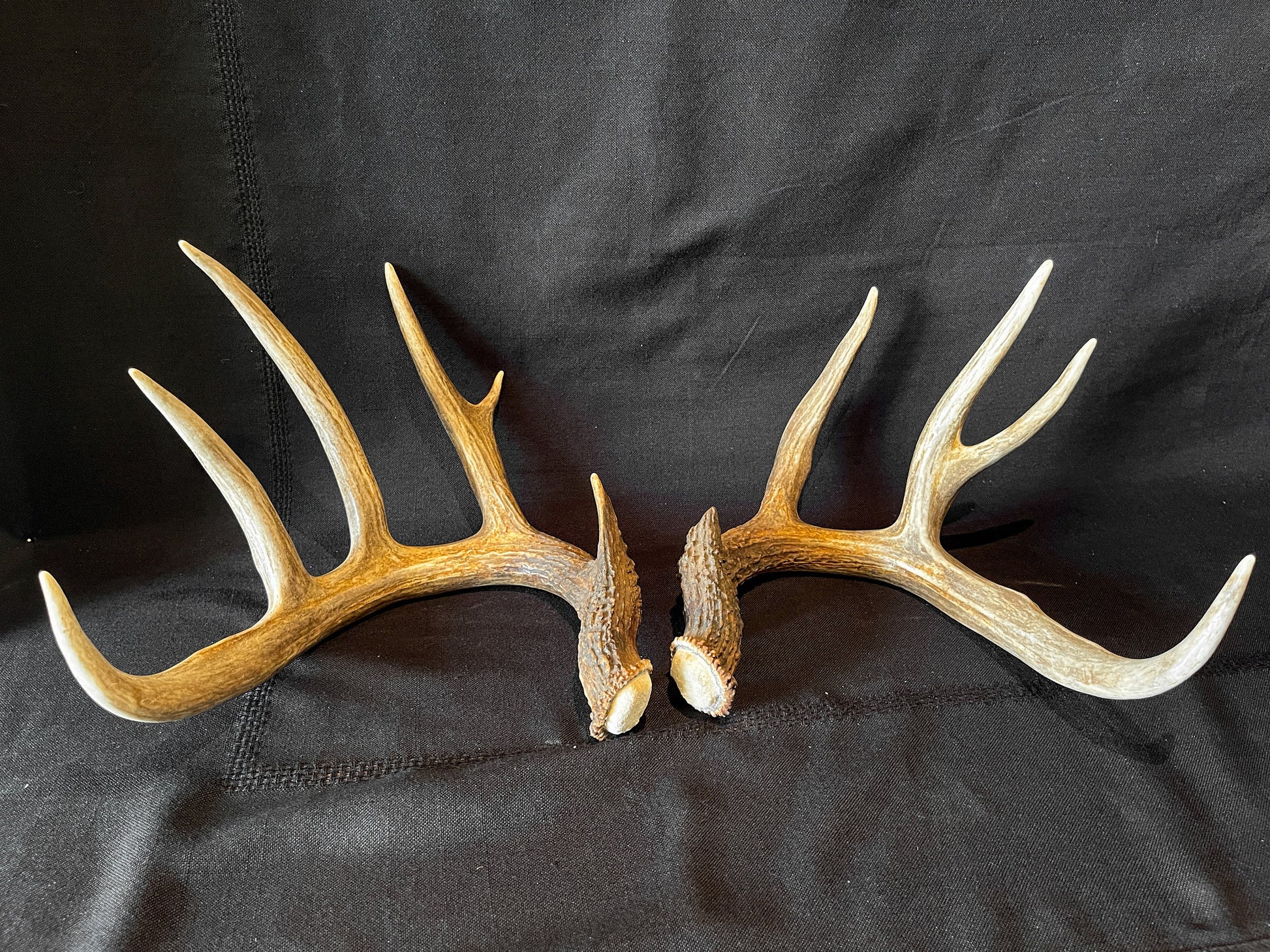 Deer Antlers - matched Whitetailed deer set. Pair of Antlers from an Alberta Whitetailed deer.