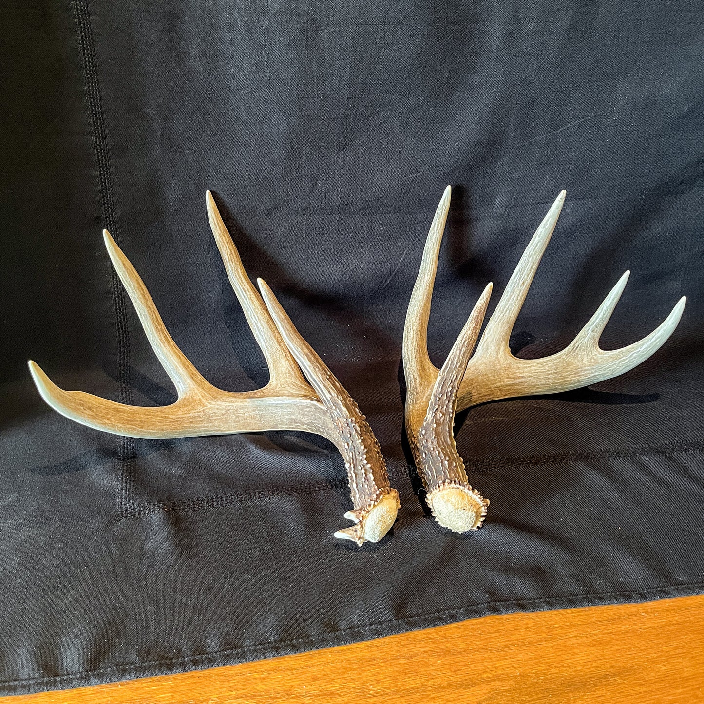 Large Whitetailed deer antler set. Gorgeous Alberta Canada 5x4 pair of Naturally Shed antlers.