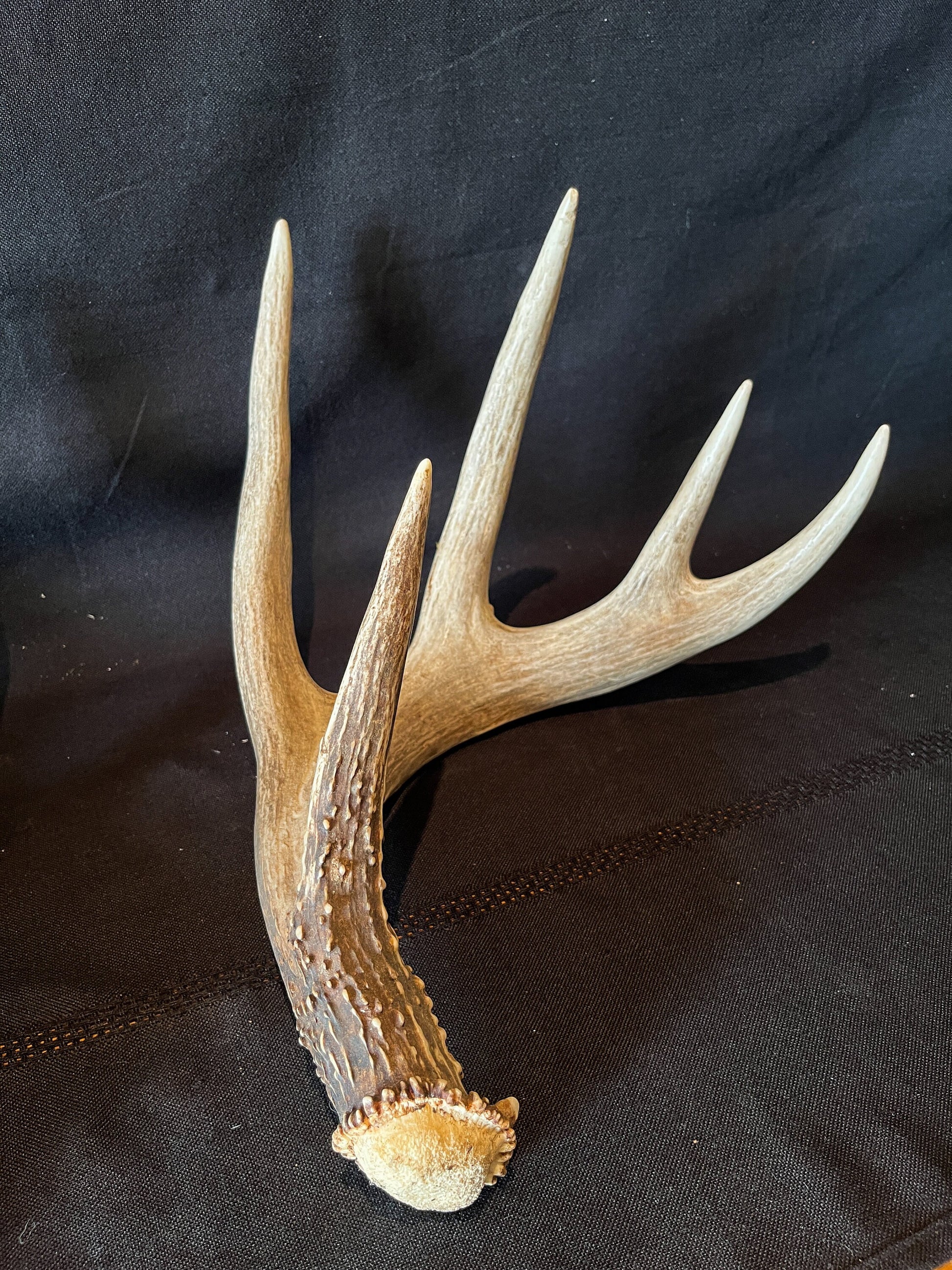 Large Whitetailed deer antler set. Gorgeous Alberta Canada 5x4 pair of Naturally Shed antlers.