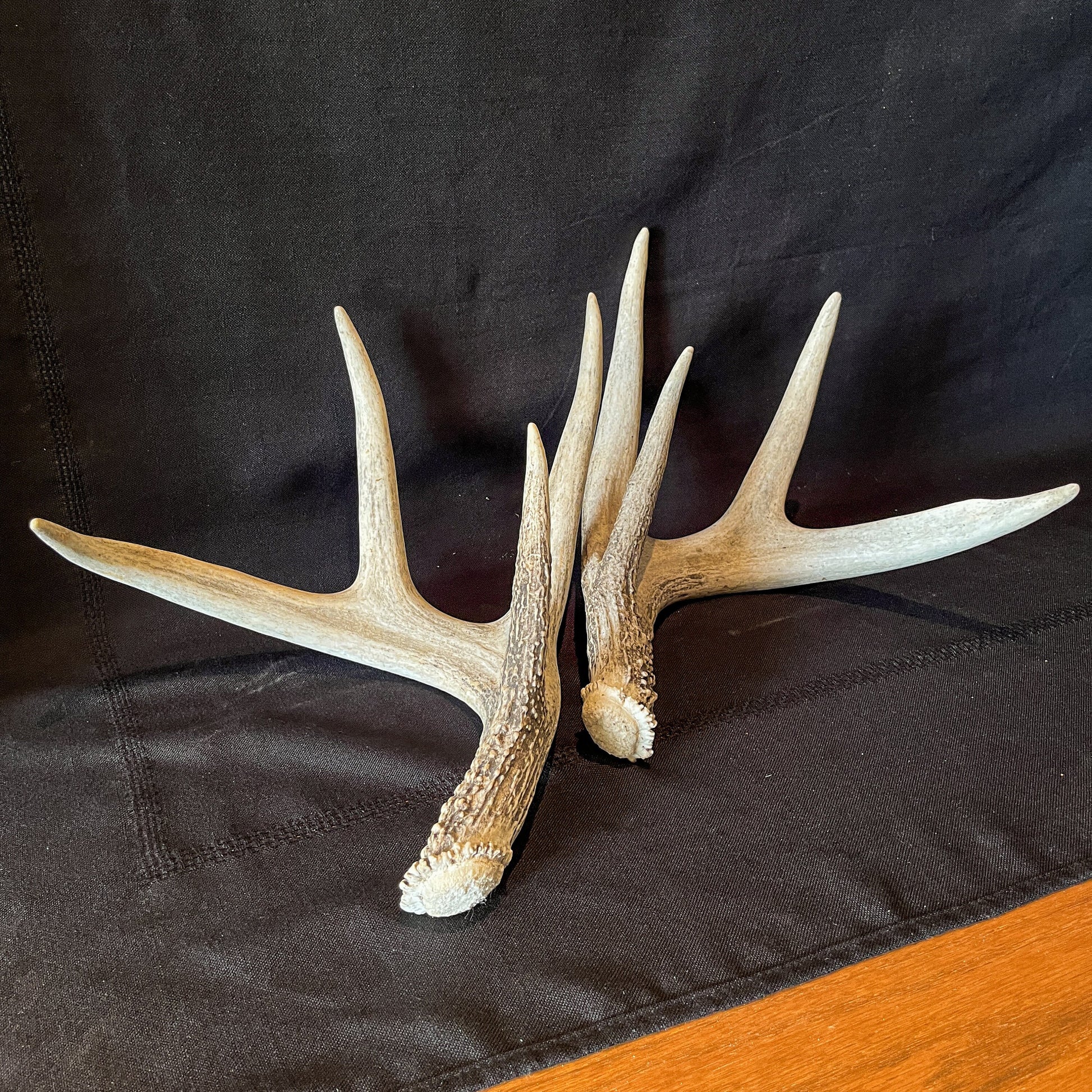 Deer Antlers - Matched shed antler set from the same Whitetail deer. Crafting. Farmhouse, Rustic Decor.