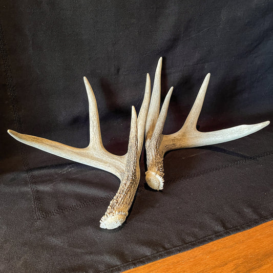 Deer Antlers - Matched shed antler set from the same Whitetail deer. Crafting. Farmhouse, Rustic Decor.