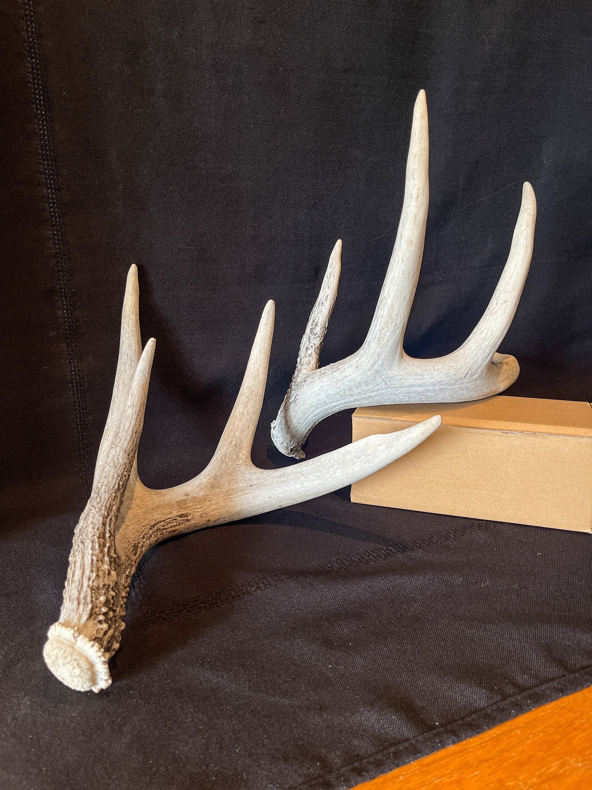 Deer Antlers - Matched shed antler set from the same Whitetail deer. Crafting. Farmhouse, Rustic Decor.