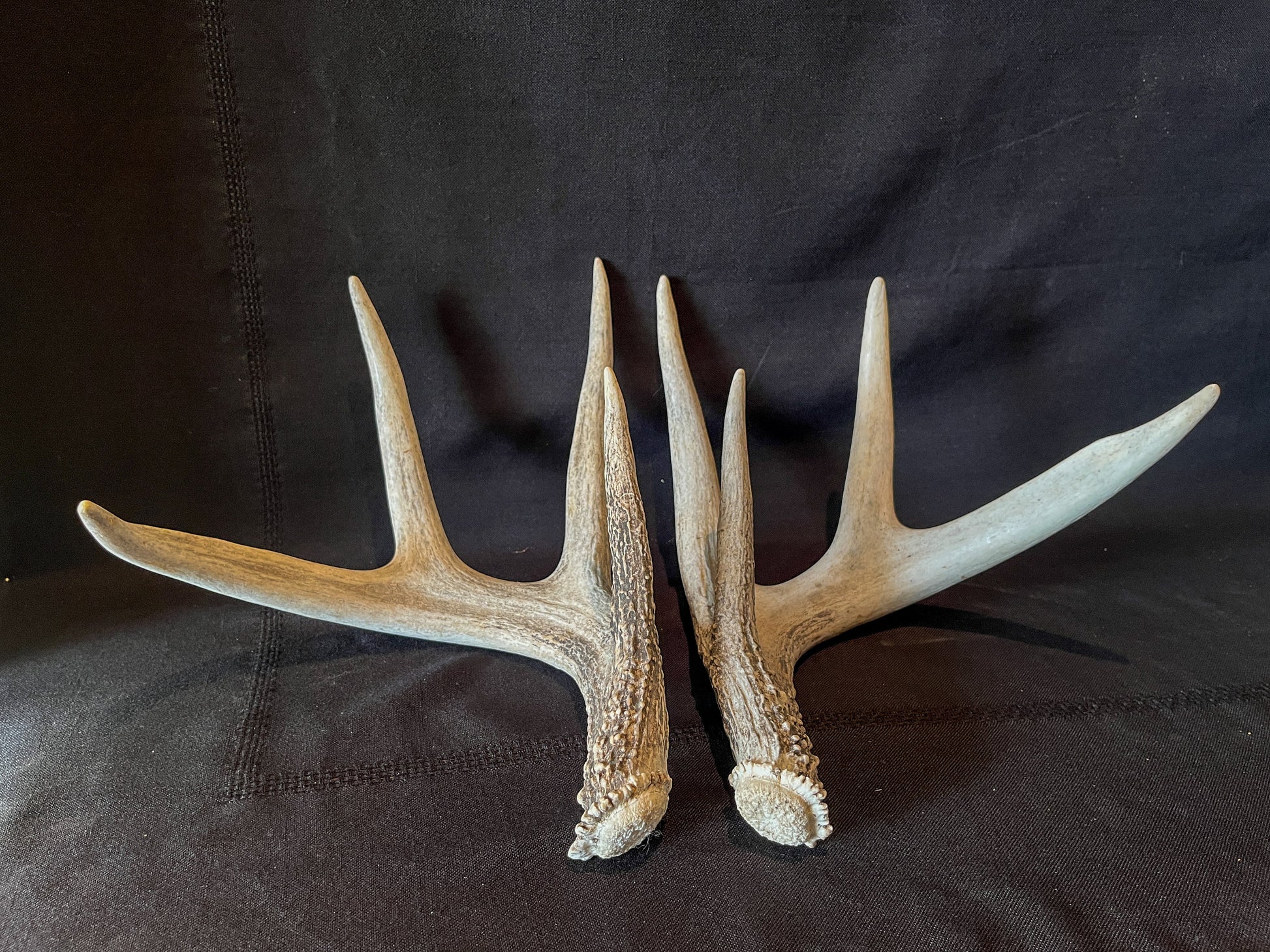 Deer Antlers - Matched shed antler set from the same Whitetail deer. Crafting. Farmhouse, Rustic Decor.