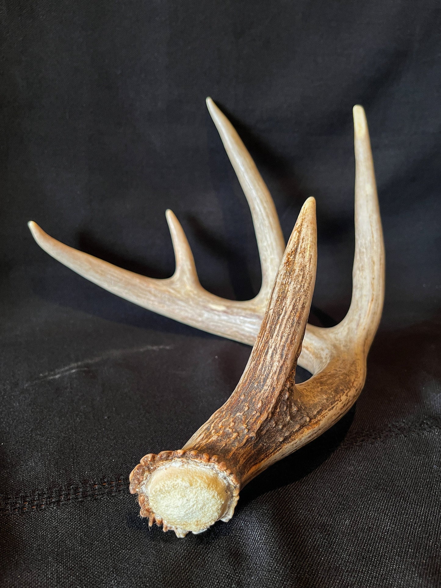 Large Whitetailed deer antler set. A Gorgeous 5x5 point pair of naturally shed Albertan antlers.