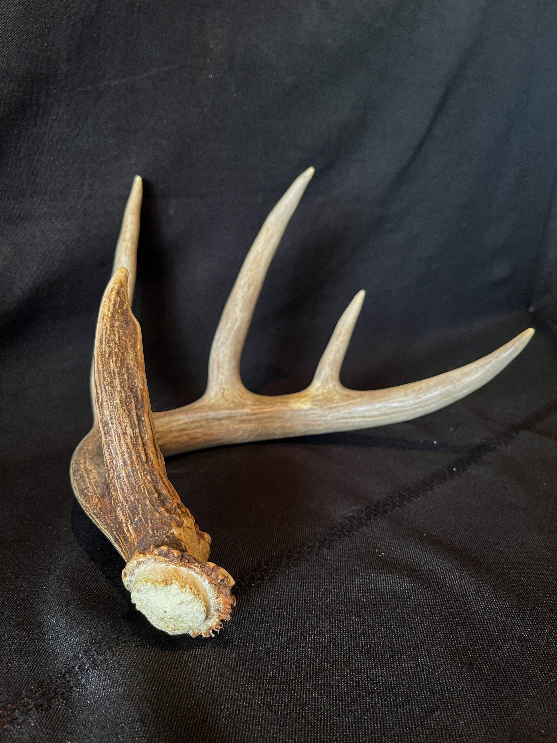 Large Whitetailed deer antler set. A Gorgeous 5x5 point pair of naturally shed Albertan antlers.