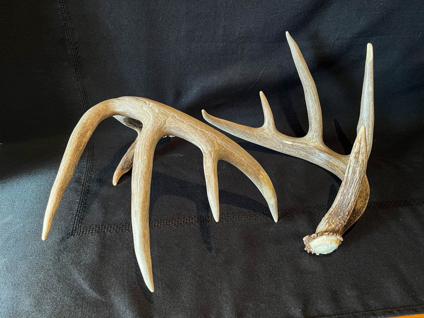 Large Whitetailed deer antler set. A Gorgeous 5x5 point pair of naturally shed Albertan antlers.