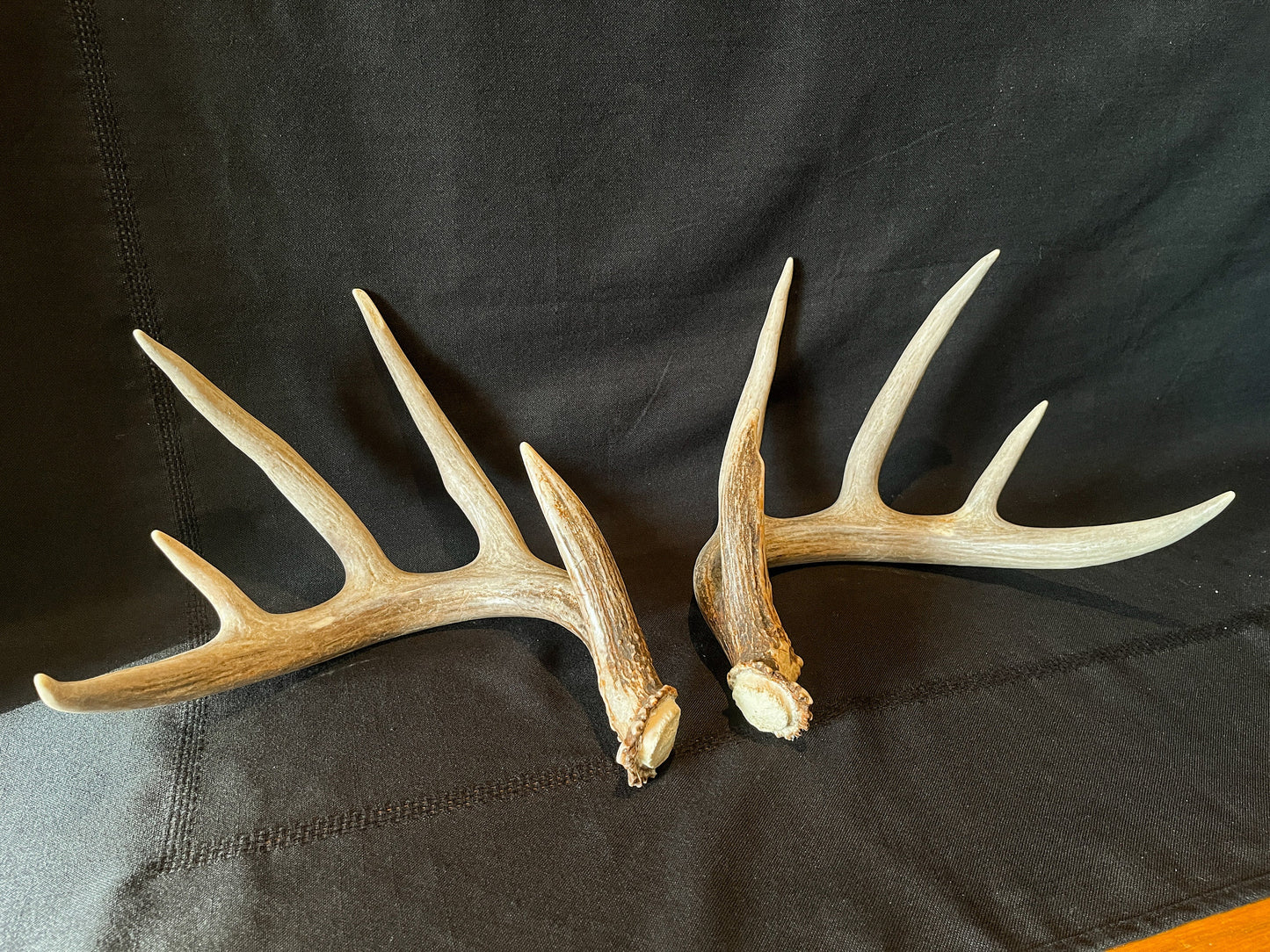 Large Whitetailed deer antler set. A Gorgeous 5x5 point pair of naturally shed Albertan antlers.