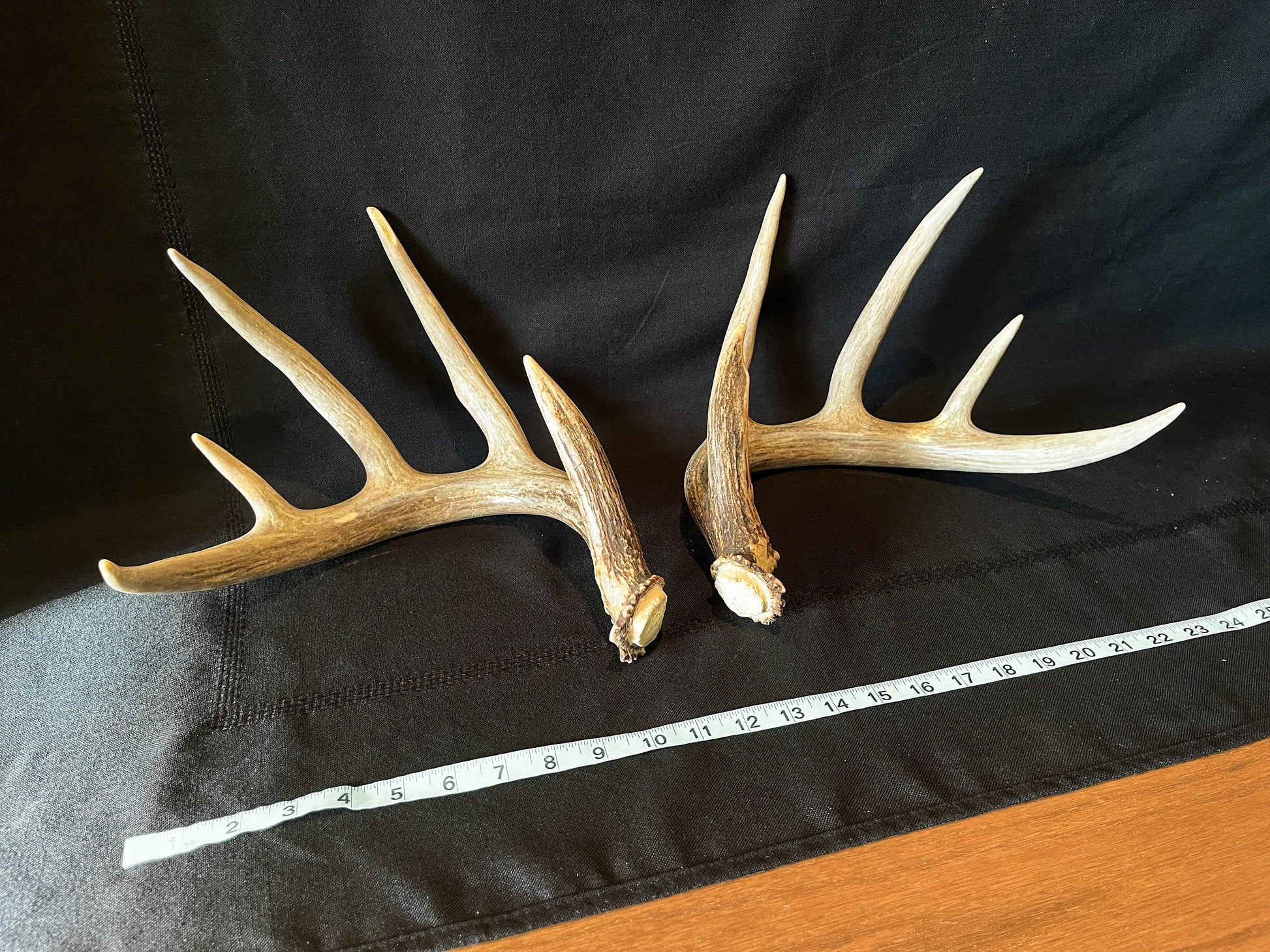 Large Whitetailed deer antler set. A Gorgeous 5x5 point pair of naturally shed Albertan antlers.