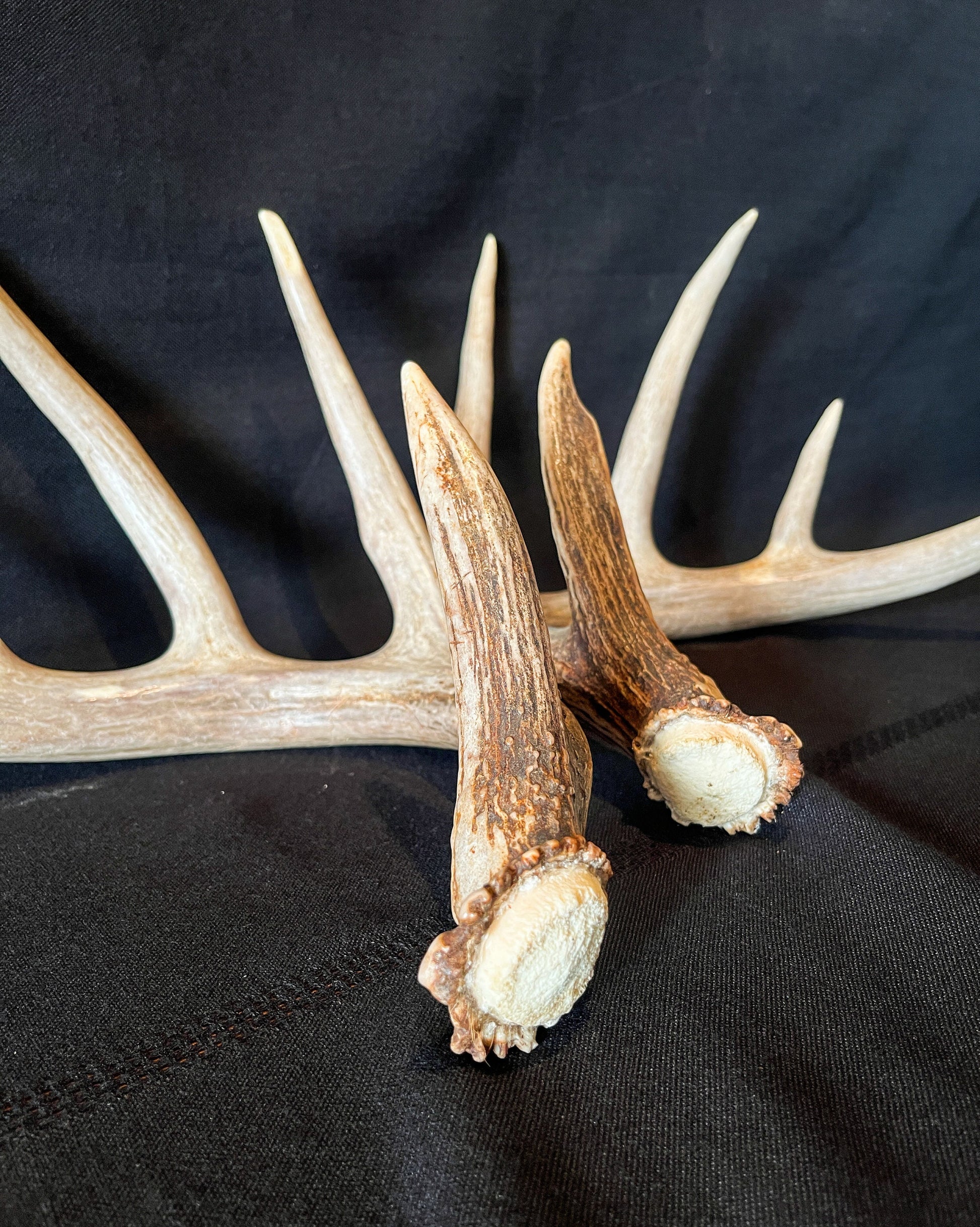 Large Whitetailed deer antler set. A Gorgeous 5x5 point pair of naturally shed Albertan antlers.