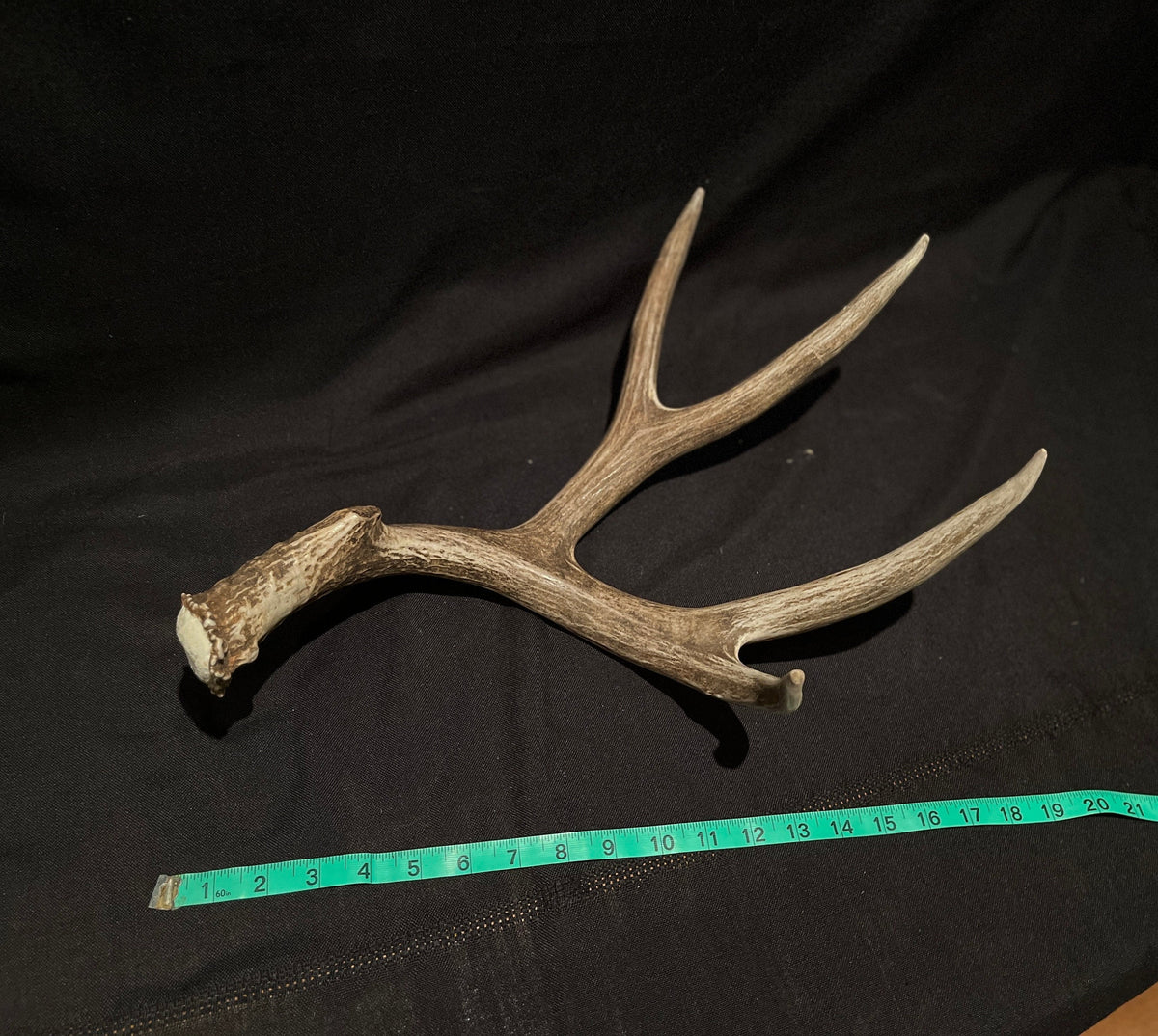Incredibly Fresh, Wild Mule Deer Antler. (Dark Brown)
