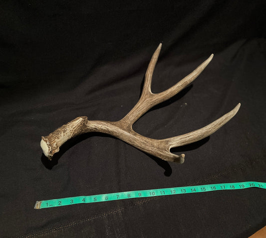 Incredibly Fresh, Wild Mule Deer Antler. (Dark Brown)