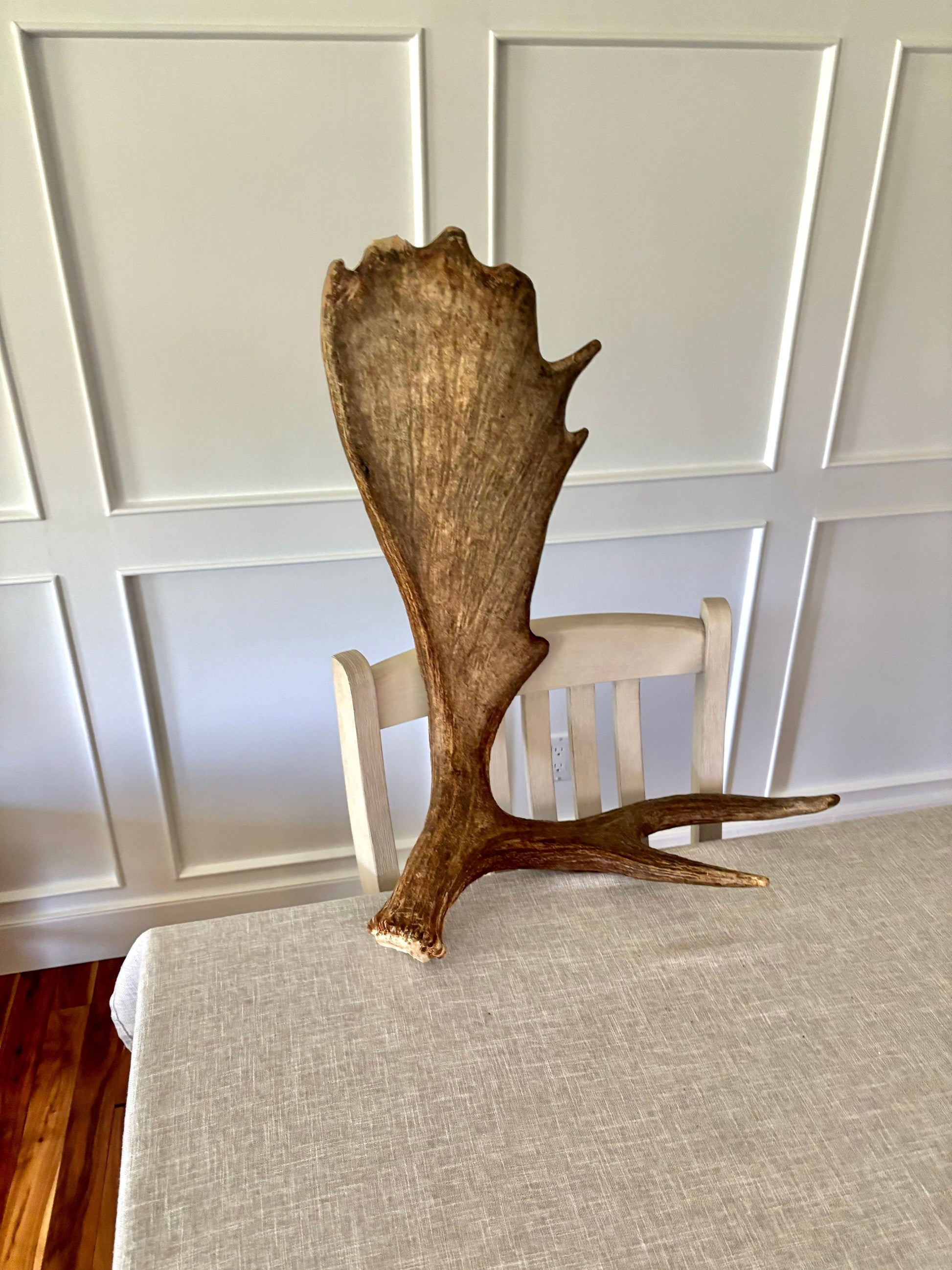 Moose Antler. Beautiful Moose Antler. Fresh, high quality antler for crafting, decor and more.