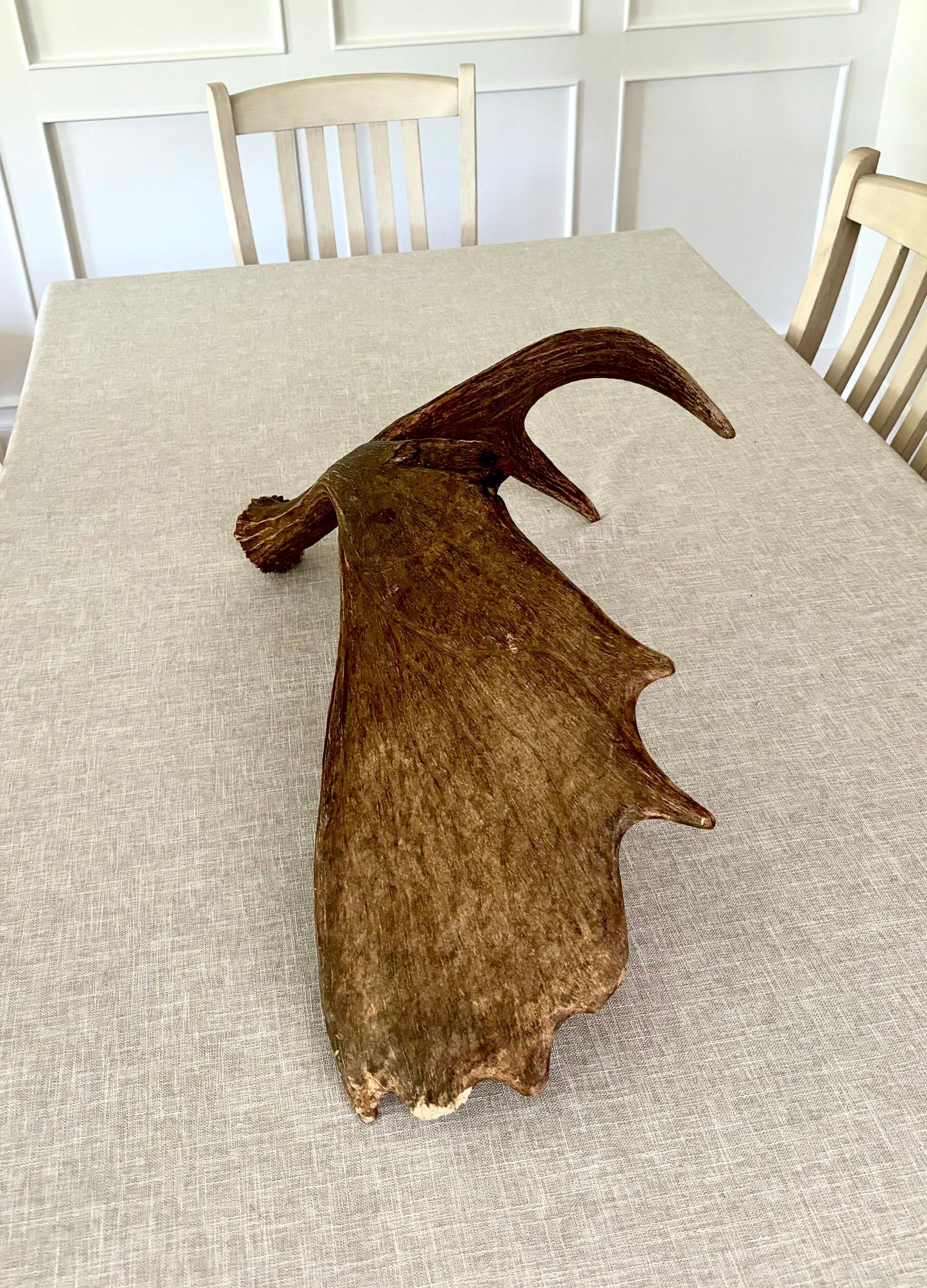 Moose Antler. Beautiful Moose Antler. Fresh, high quality antler for crafting, decor and more.