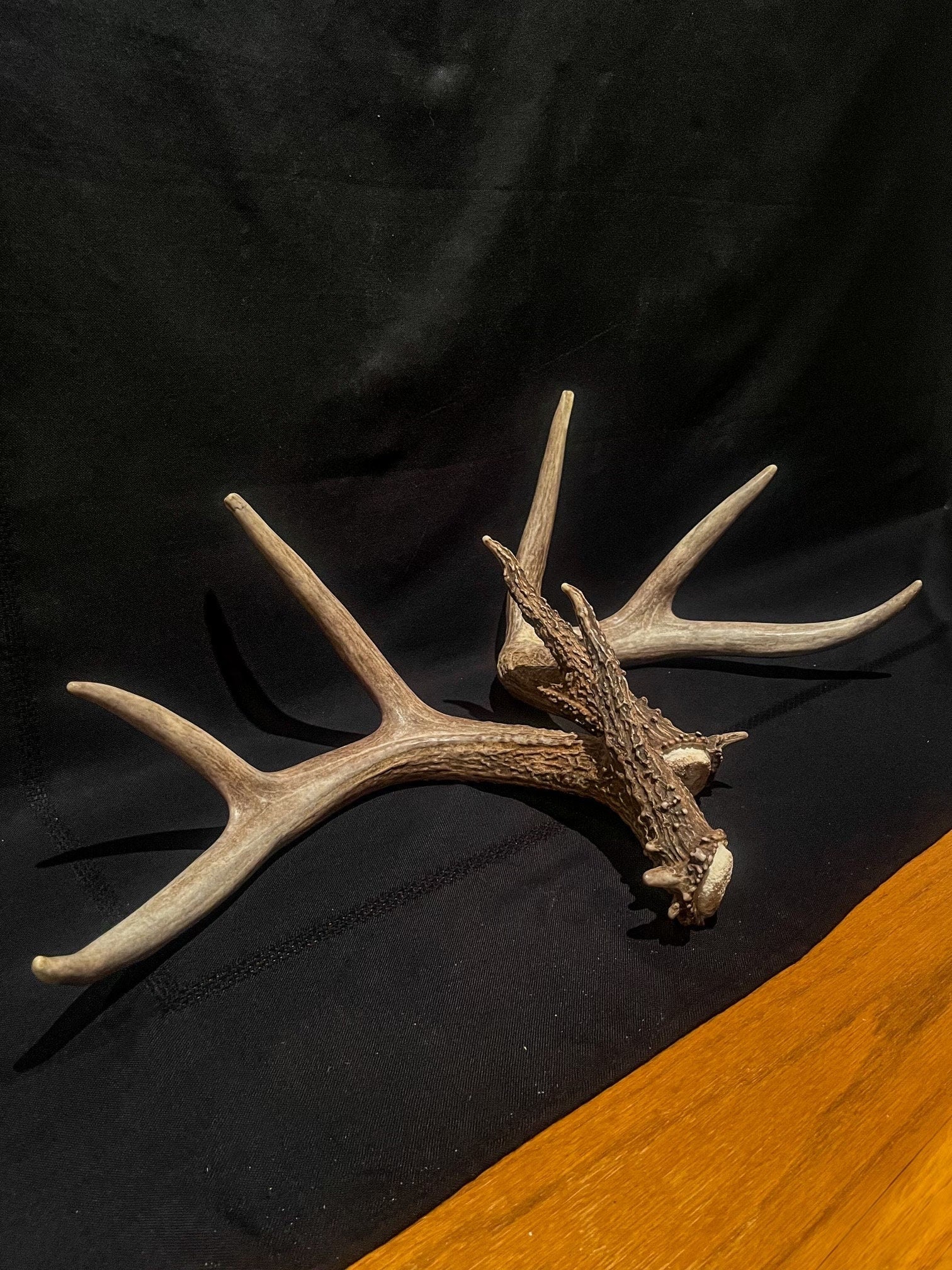 Large Whitetailed deer antler set. A gorgeous and heavy-set pair of naturally shed Albertan antlers