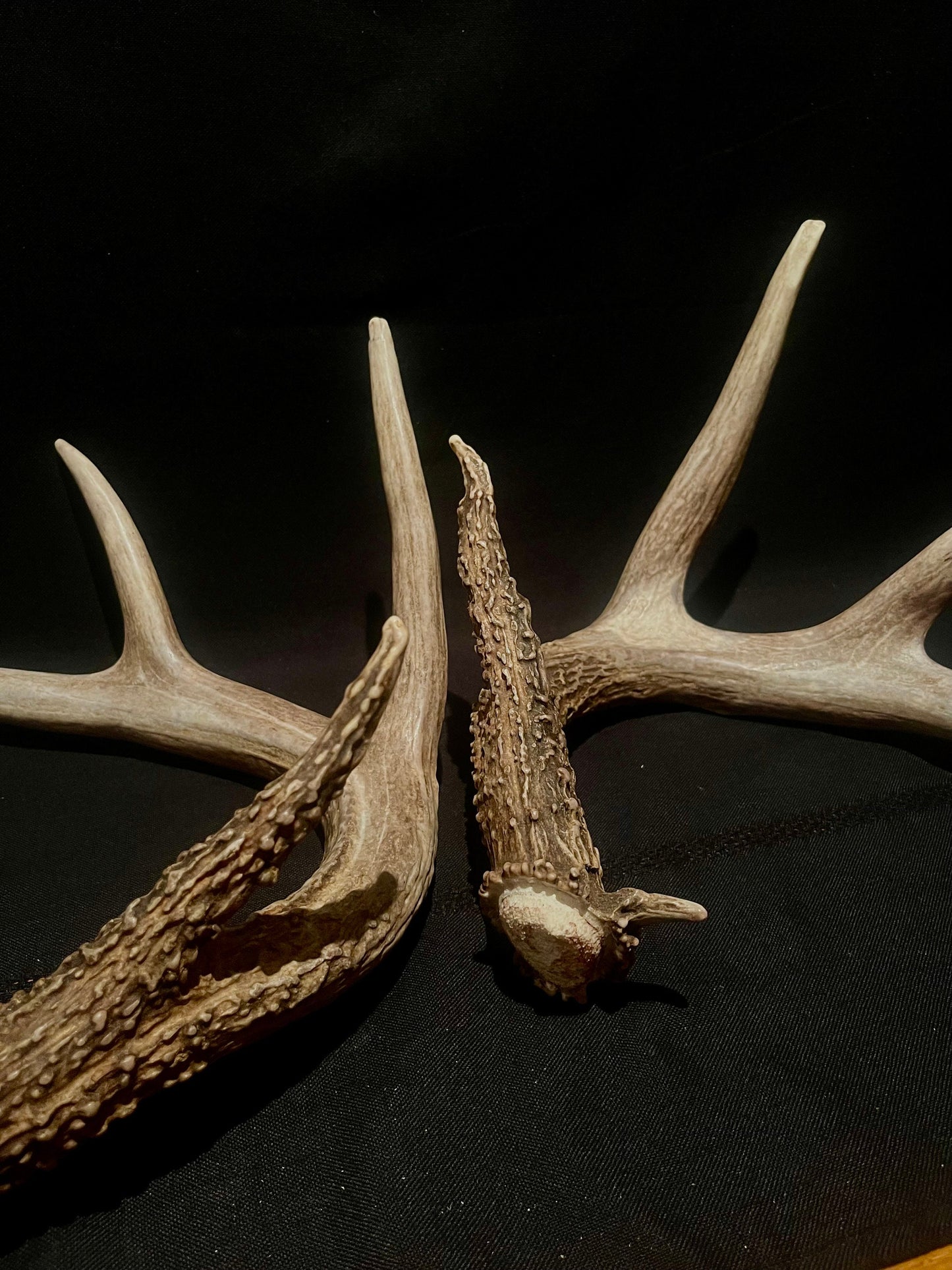 Large Whitetailed deer antler set. A gorgeous and heavy-set pair of naturally shed Albertan antlers