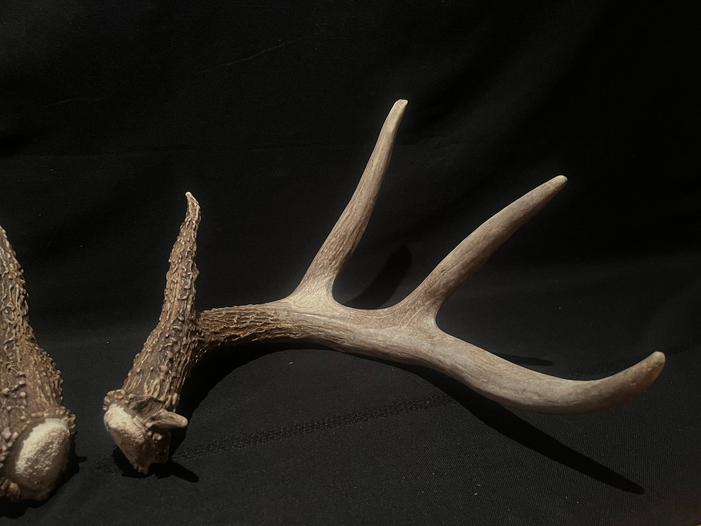 Large Whitetailed deer antler set. A gorgeous and heavy-set pair of naturally shed Albertan antlers