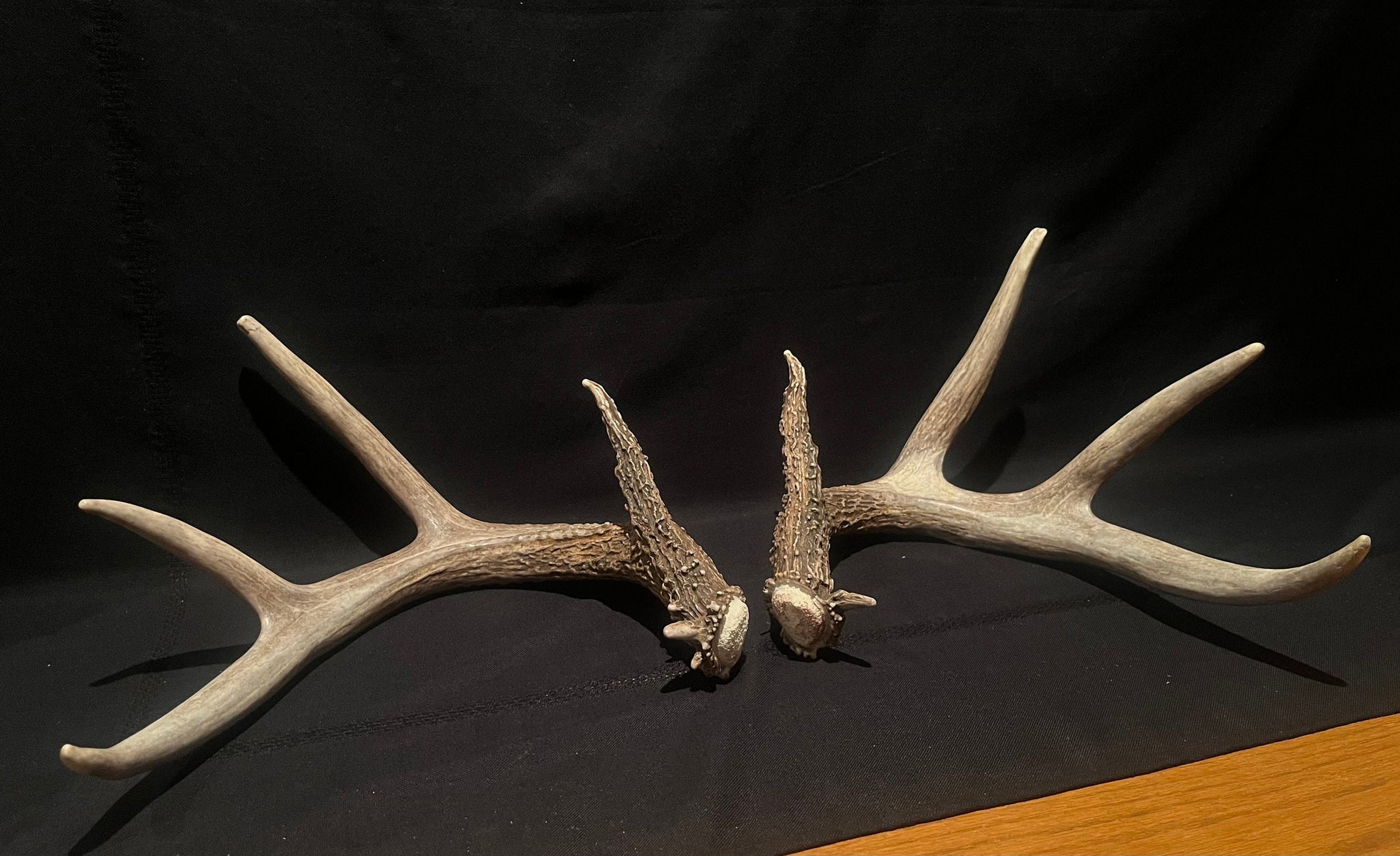 Large Whitetailed deer antler set. A gorgeous and heavy-set pair of naturally shed Albertan antlers