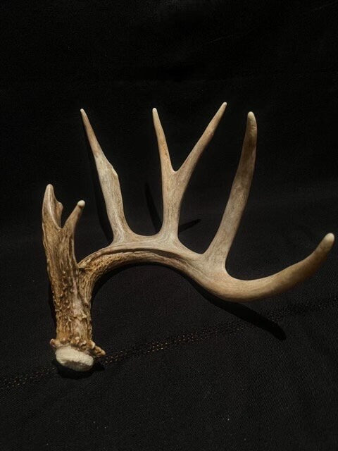 Single White-tailed Deer Antler - Canadian Whitetailed deer Antler. Decor, design, crafting and more!