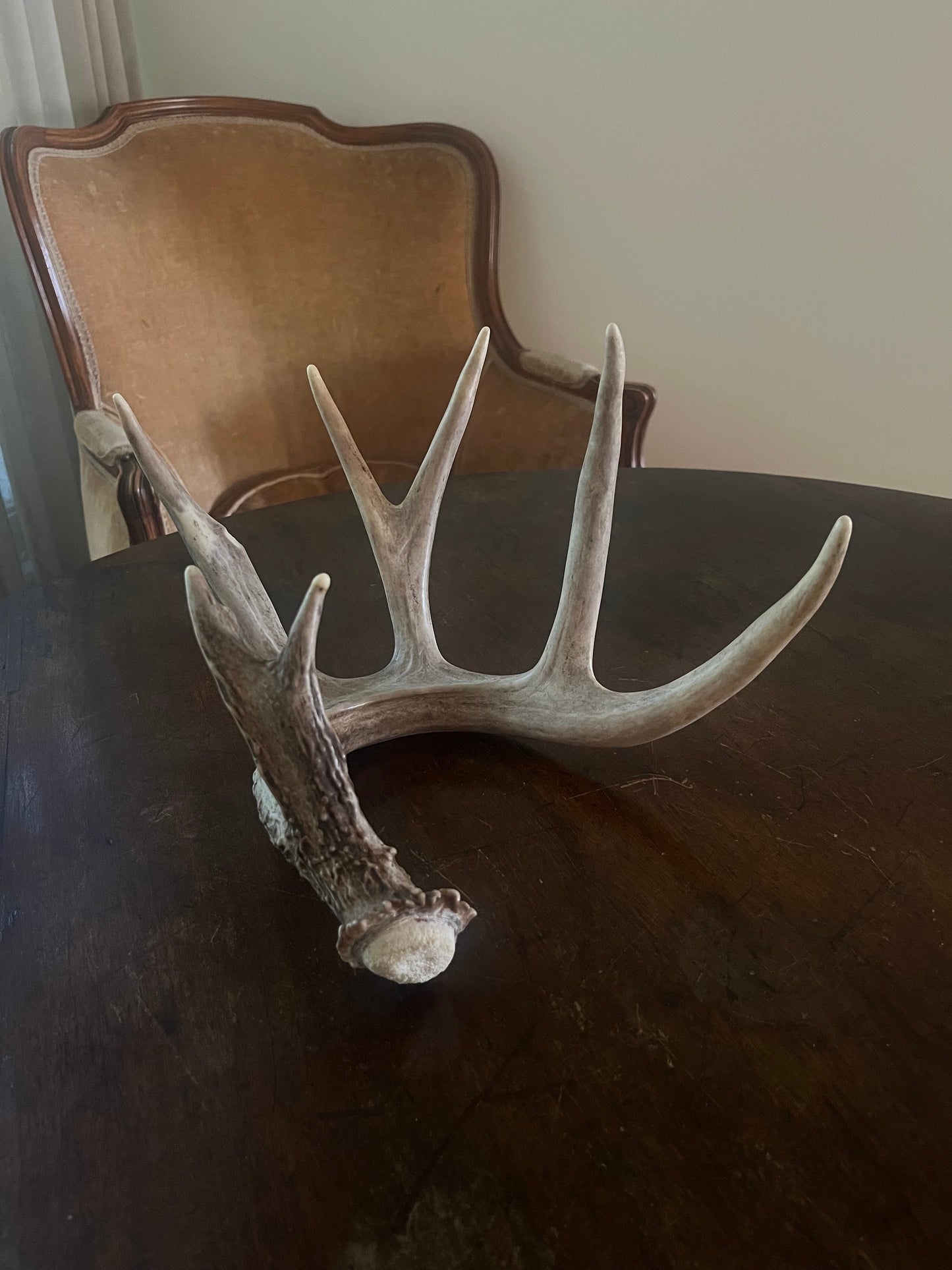 Single White-tailed Deer Antler - Canadian Whitetailed deer Antler. Decor, design, crafting and more!