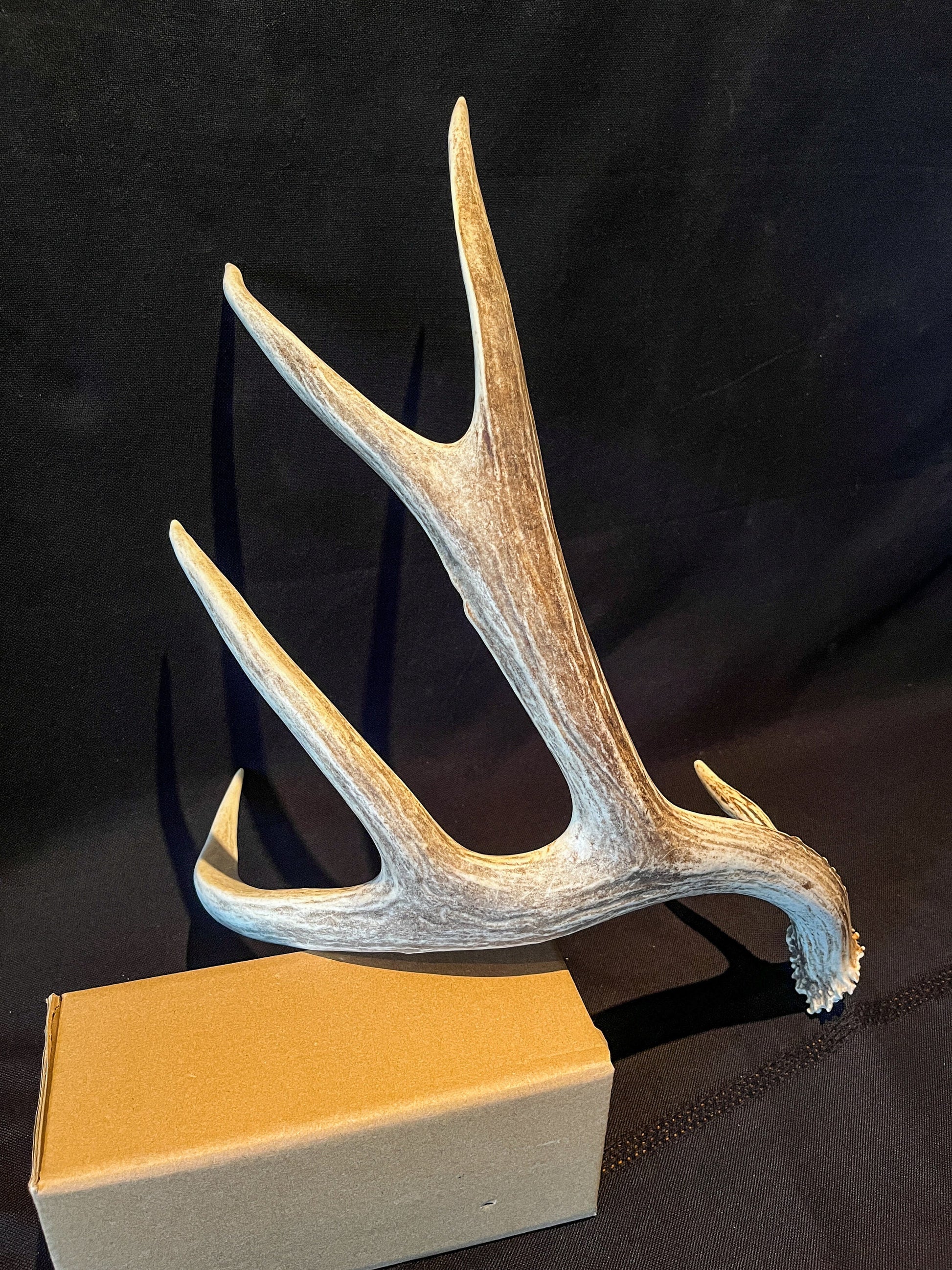 Deer Antler. Large Mule Deer Horn/Antler, Cabin, Rustic style decoration and crafting!