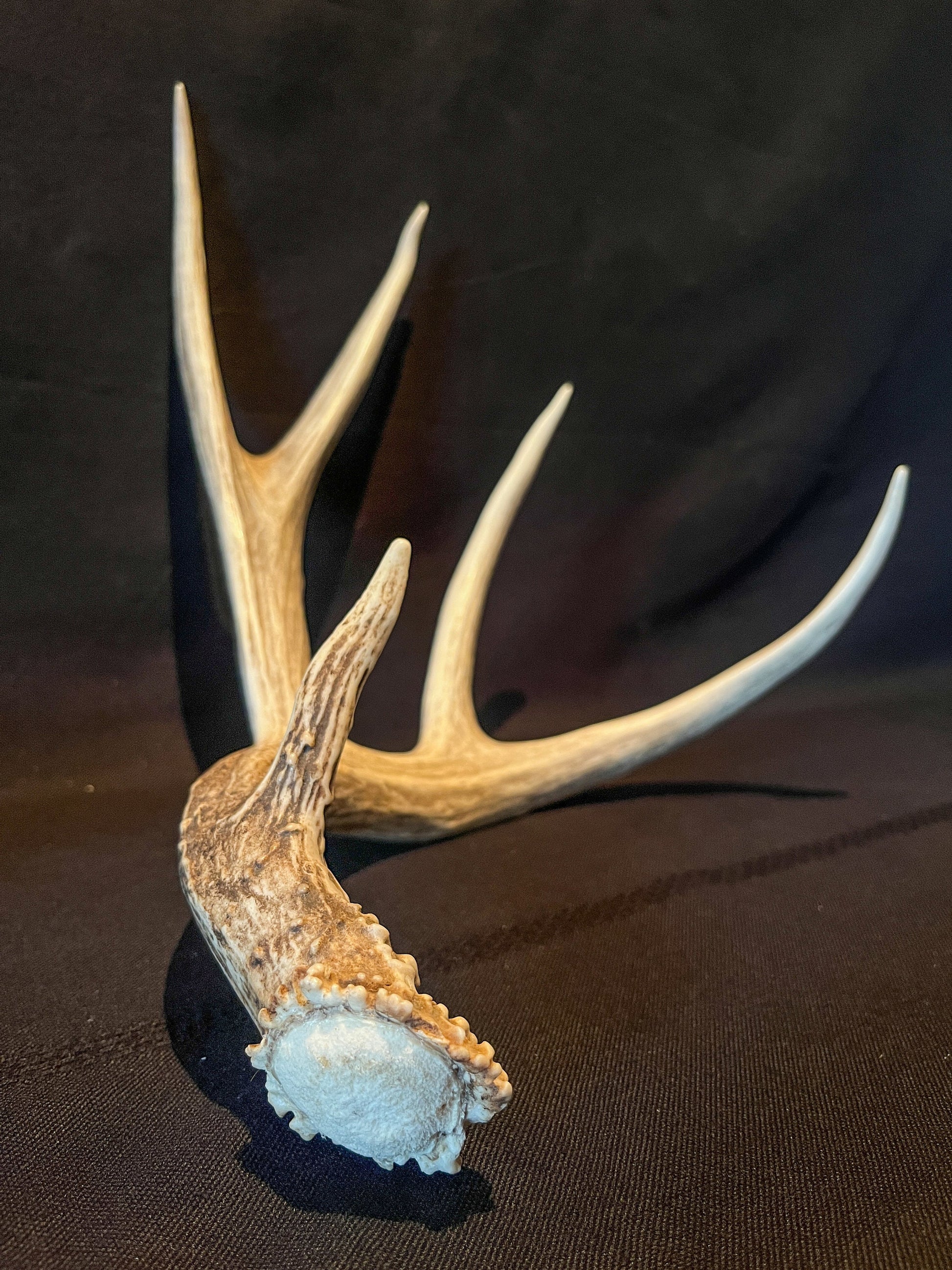 Deer Antler. Large Mule Deer Horn/Antler, Cabin, Rustic style decoration and crafting!