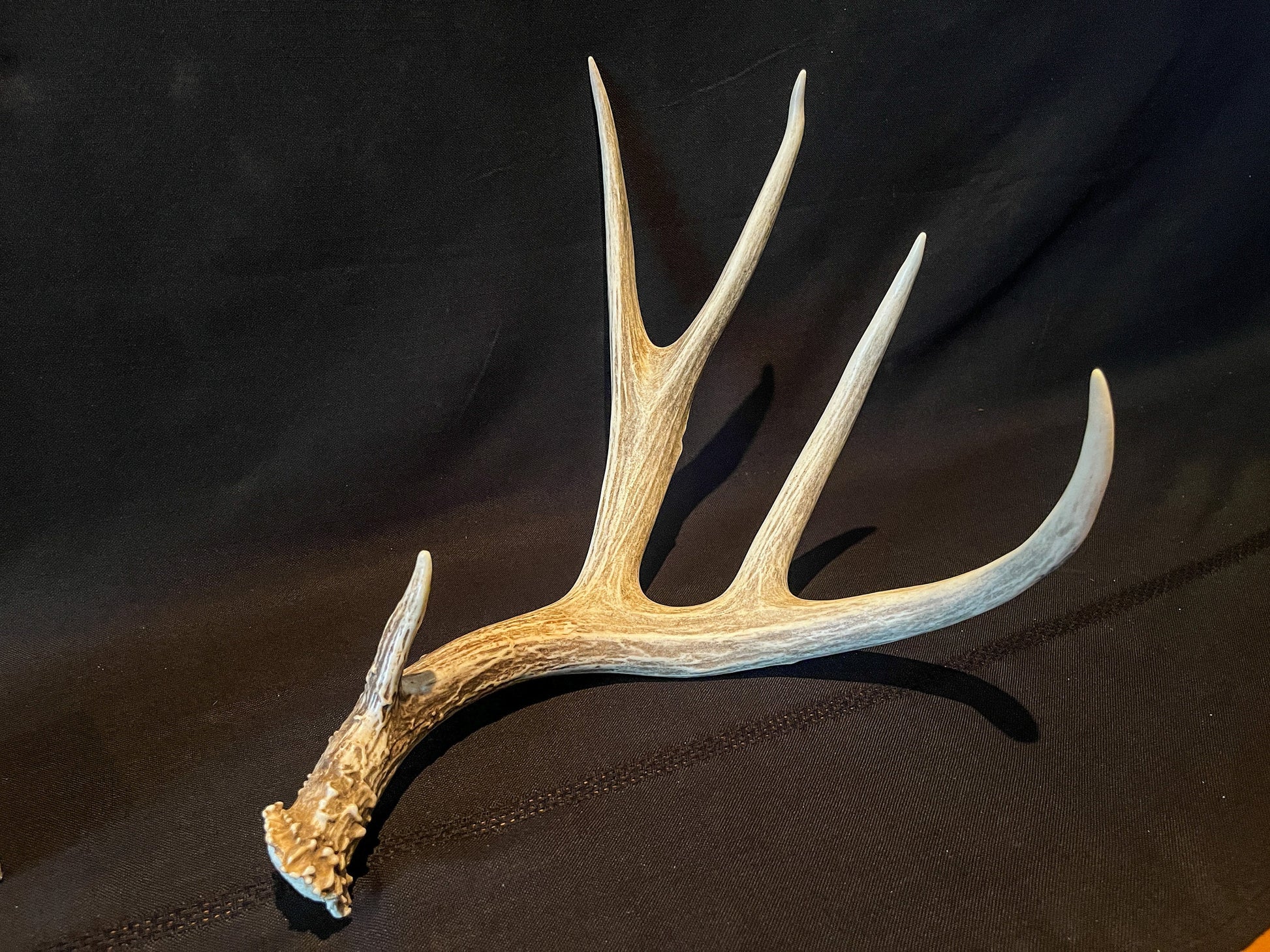 Deer Antler. Large Mule Deer Horn/Antler, Cabin, Rustic style decoration and crafting!