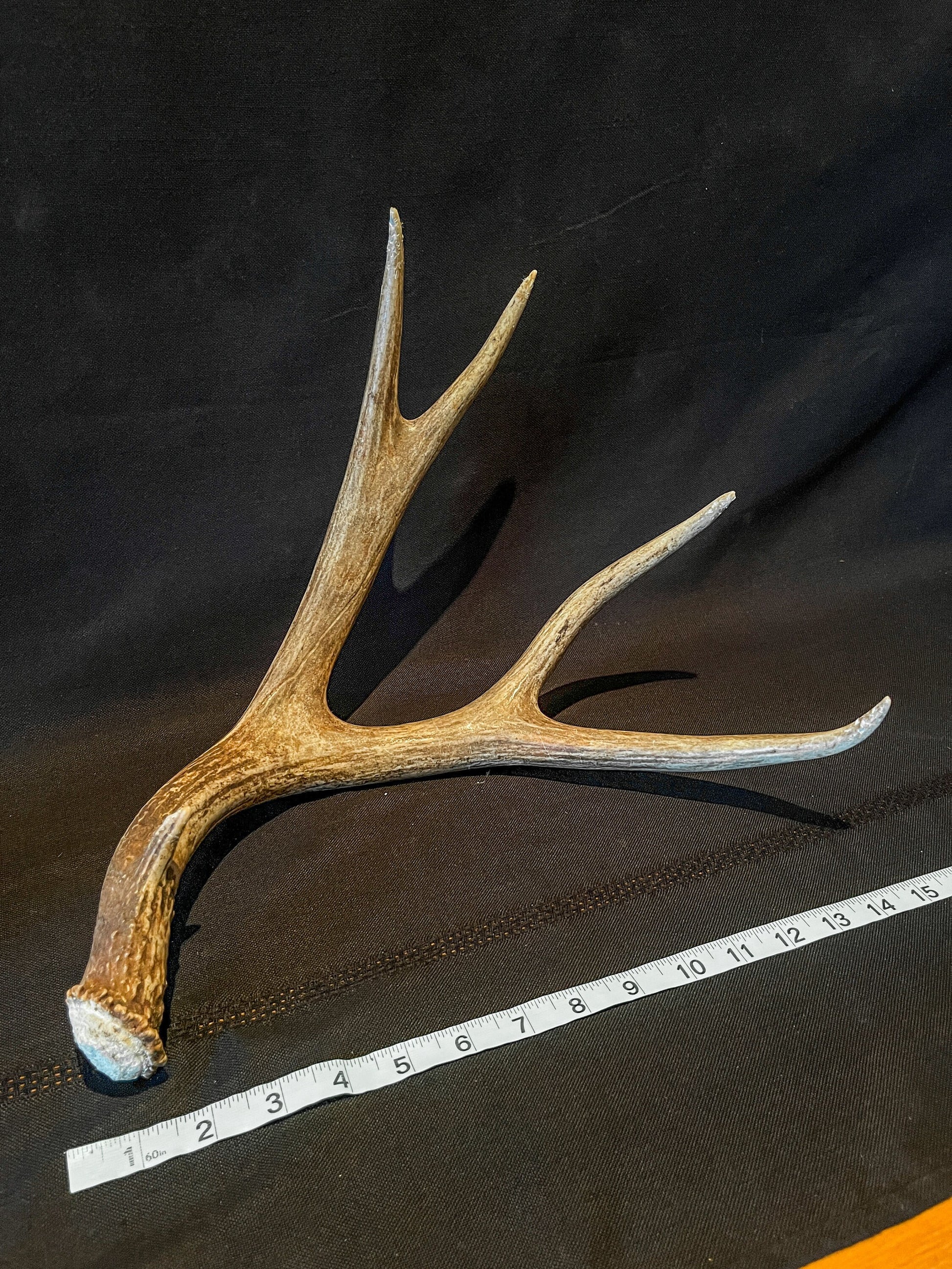 Brown Mule Deer Antler for Home Decor, Crafting, and More.