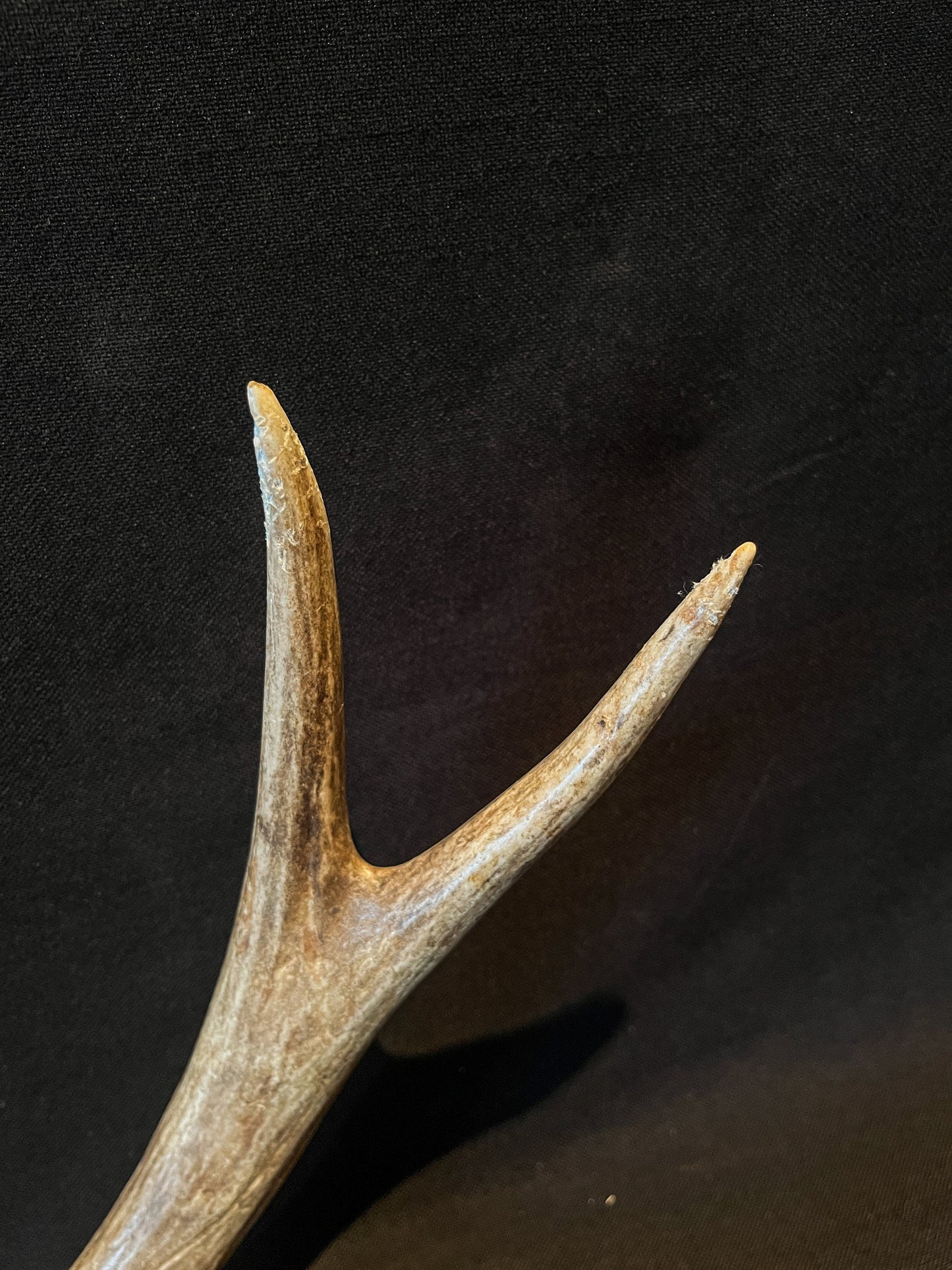 Brown Mule Deer Antler for Home Decor, Crafting, and More.