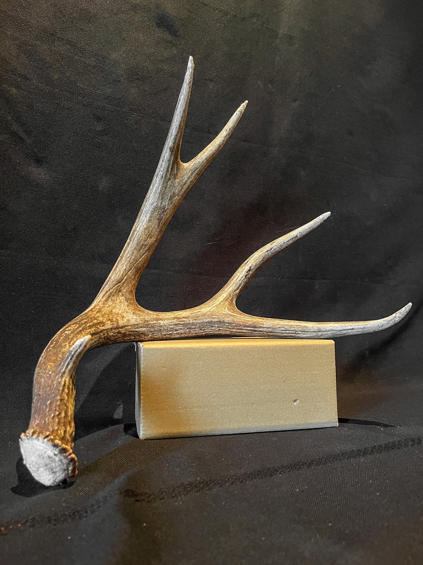 Brown Mule Deer Antler for Home Decor, Crafting, and More.