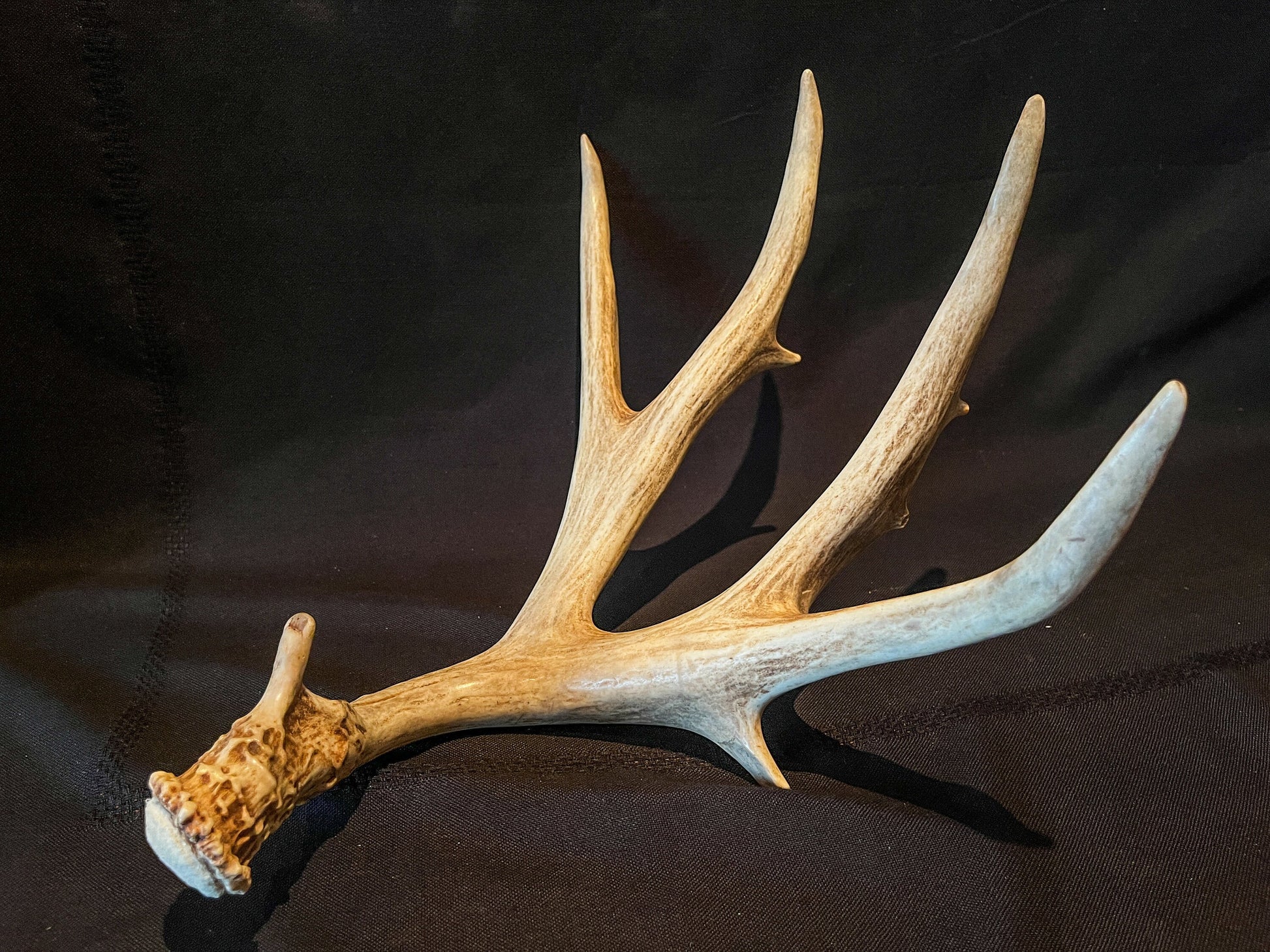 Brown 7 Point Mule deer antler. Large, Rustic style decoration. Cabin and Farm decor centrepiece.