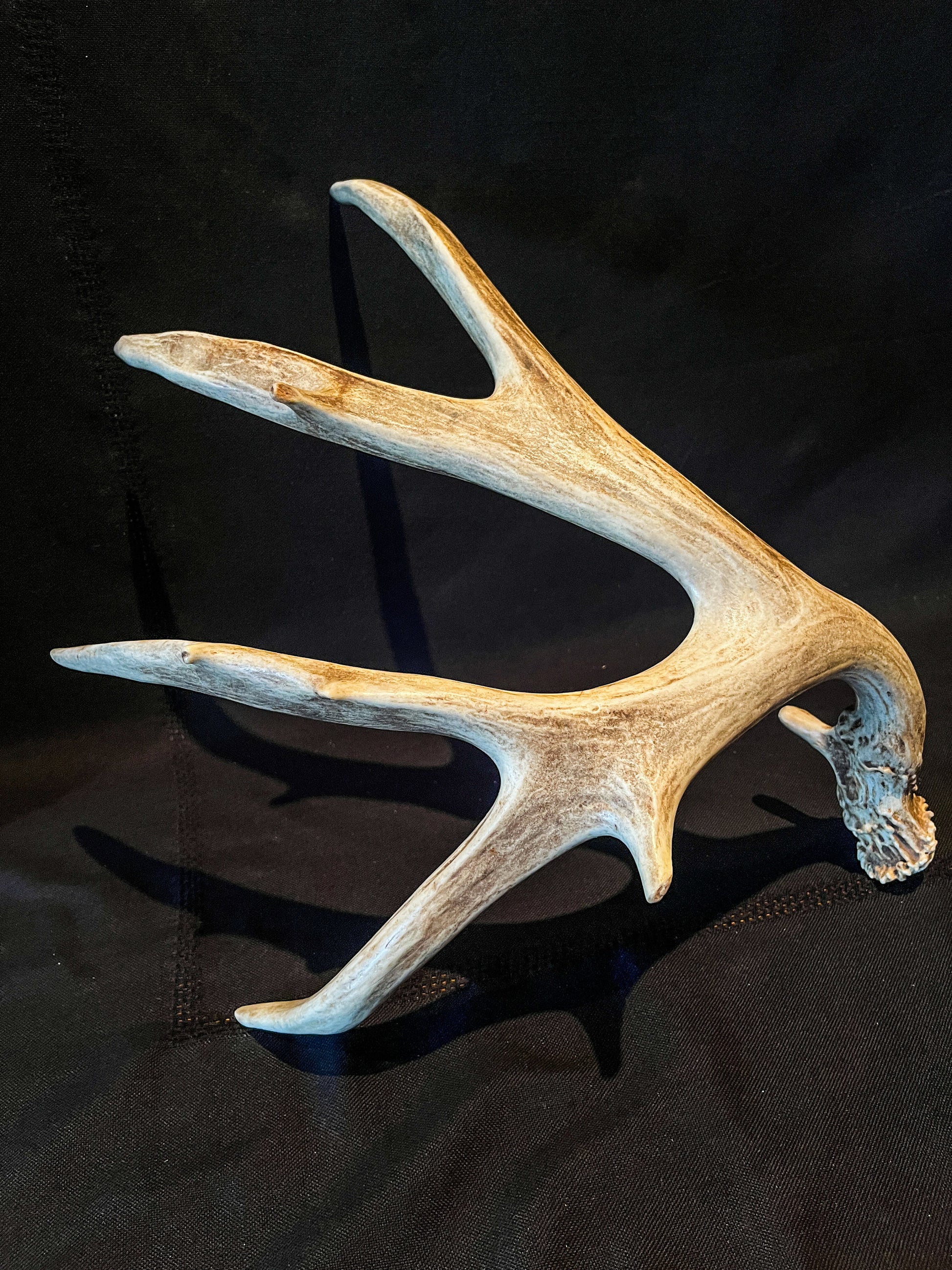 Brown 7 Point Mule deer antler. Large, Rustic style decoration. Cabin and Farm decor centrepiece.